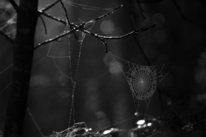 spiderweb bw dark wicker glare 4k 1540575162