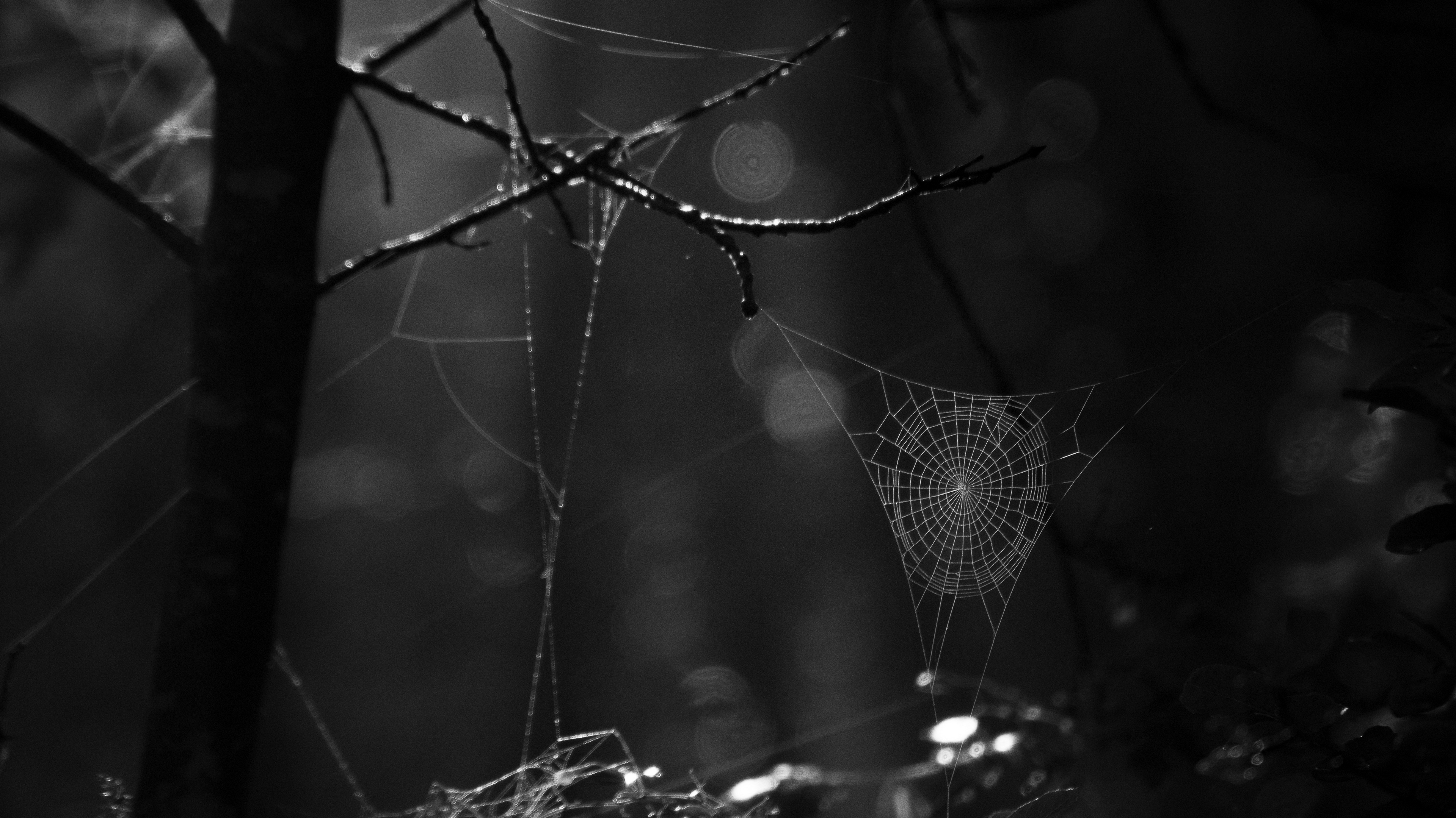 spiderweb bw dark wicker glare 4k 1540575162