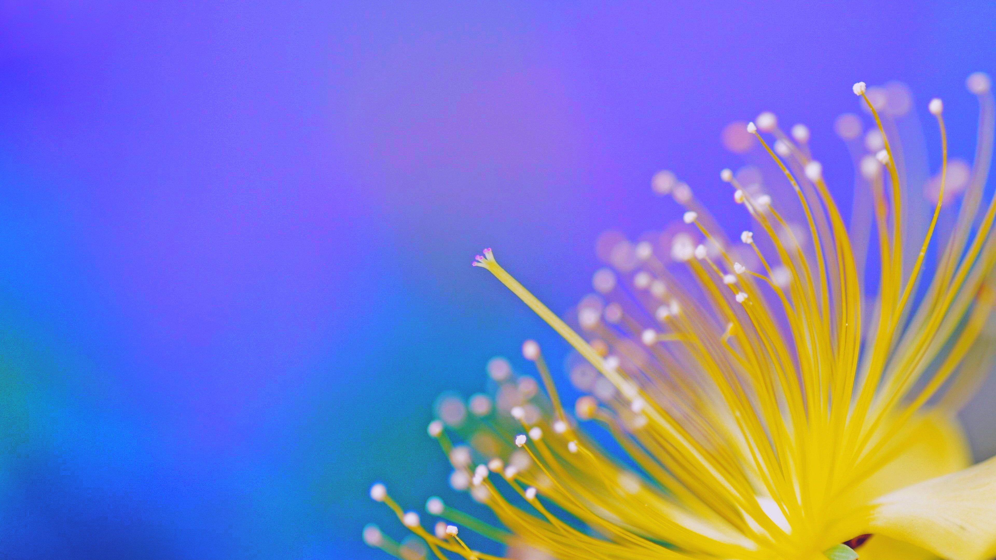 Desktop Wallpaper 4K Spring : Desktop Wallpaper Spring Flowers (60 ...