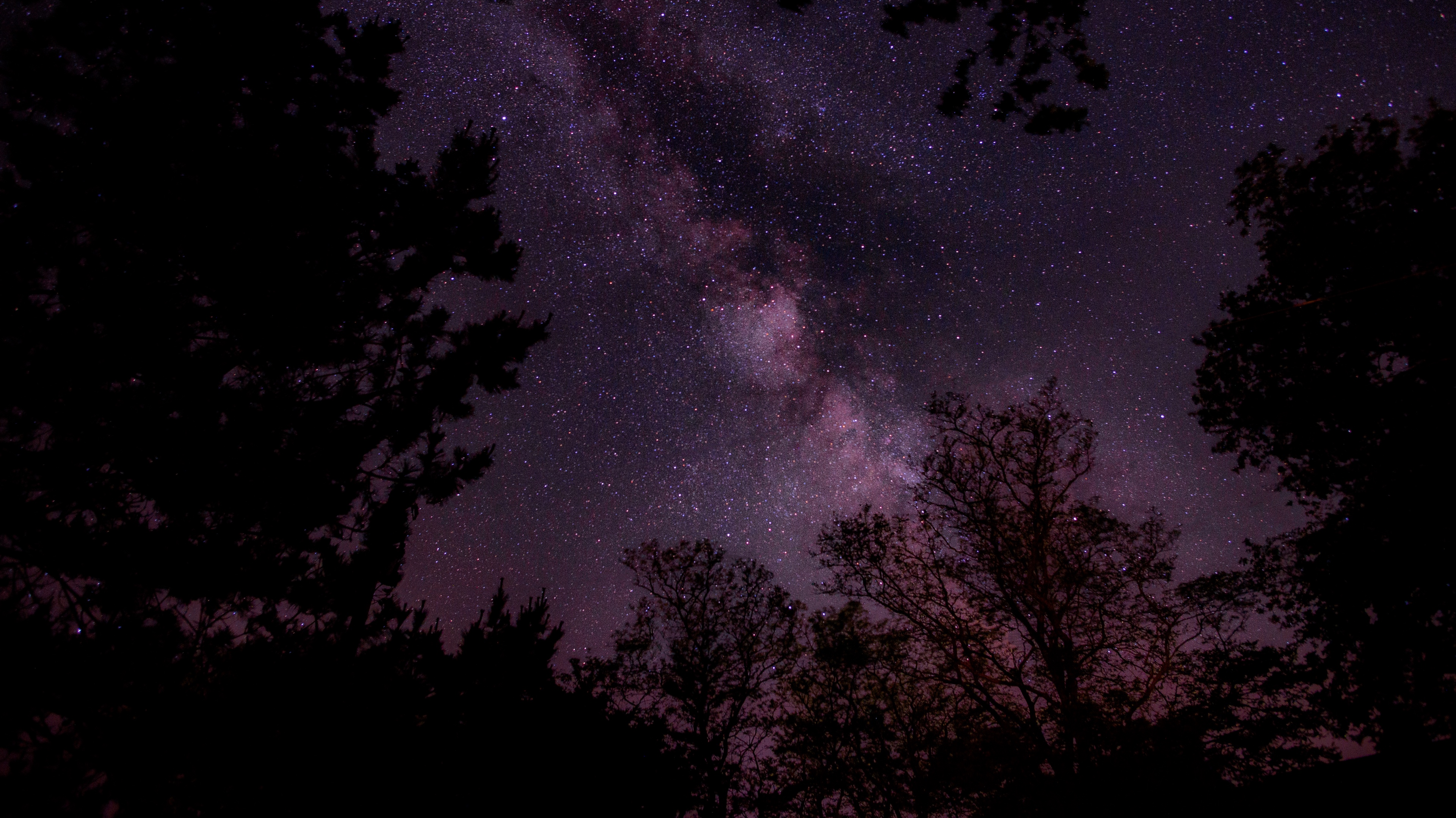 starry sky stars sky night trees 4k 1540574701