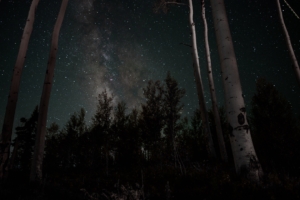 starry sky stars trees night 4k 1540574917