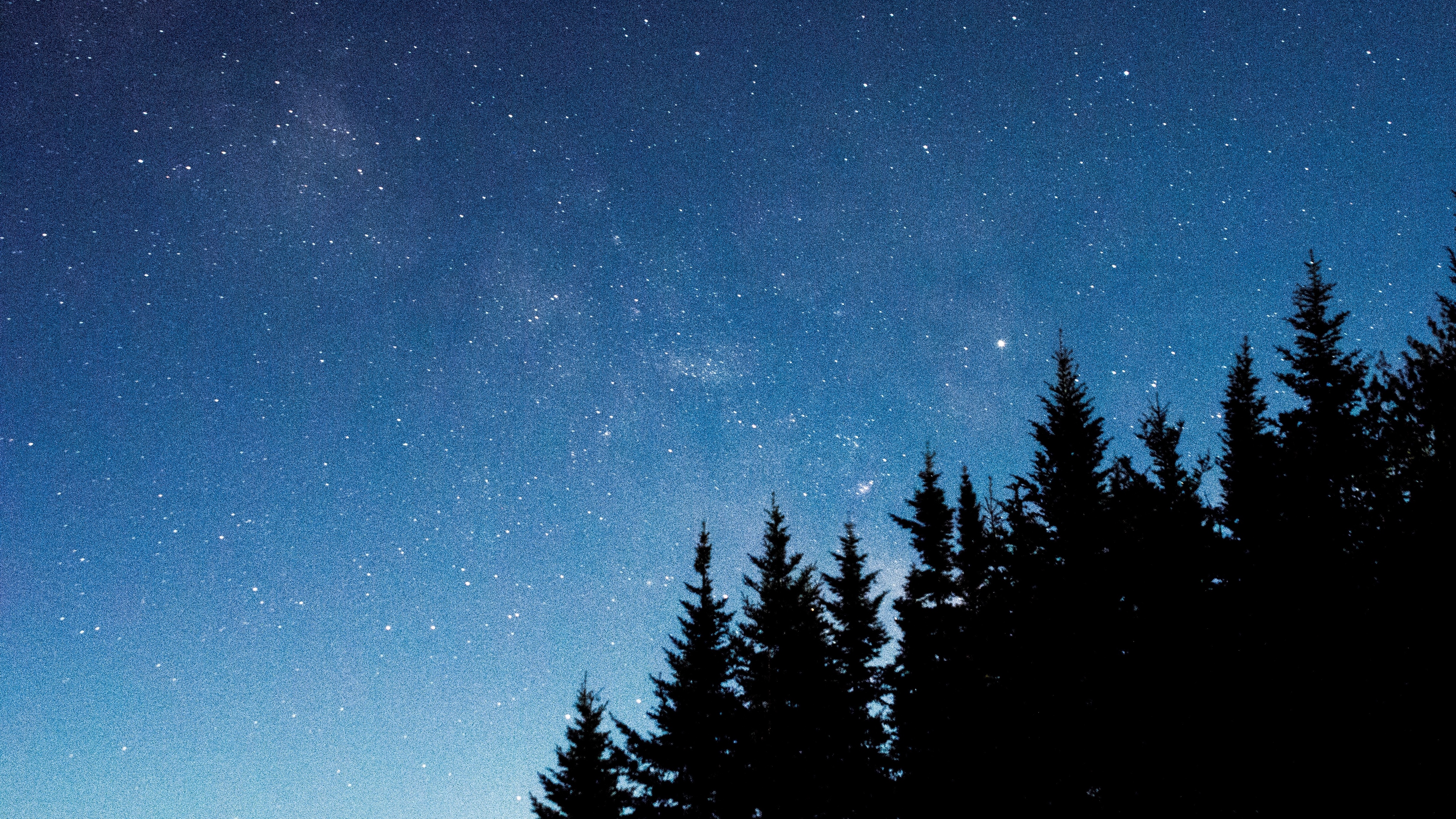 starry sky trees fir night 4k 1540575328