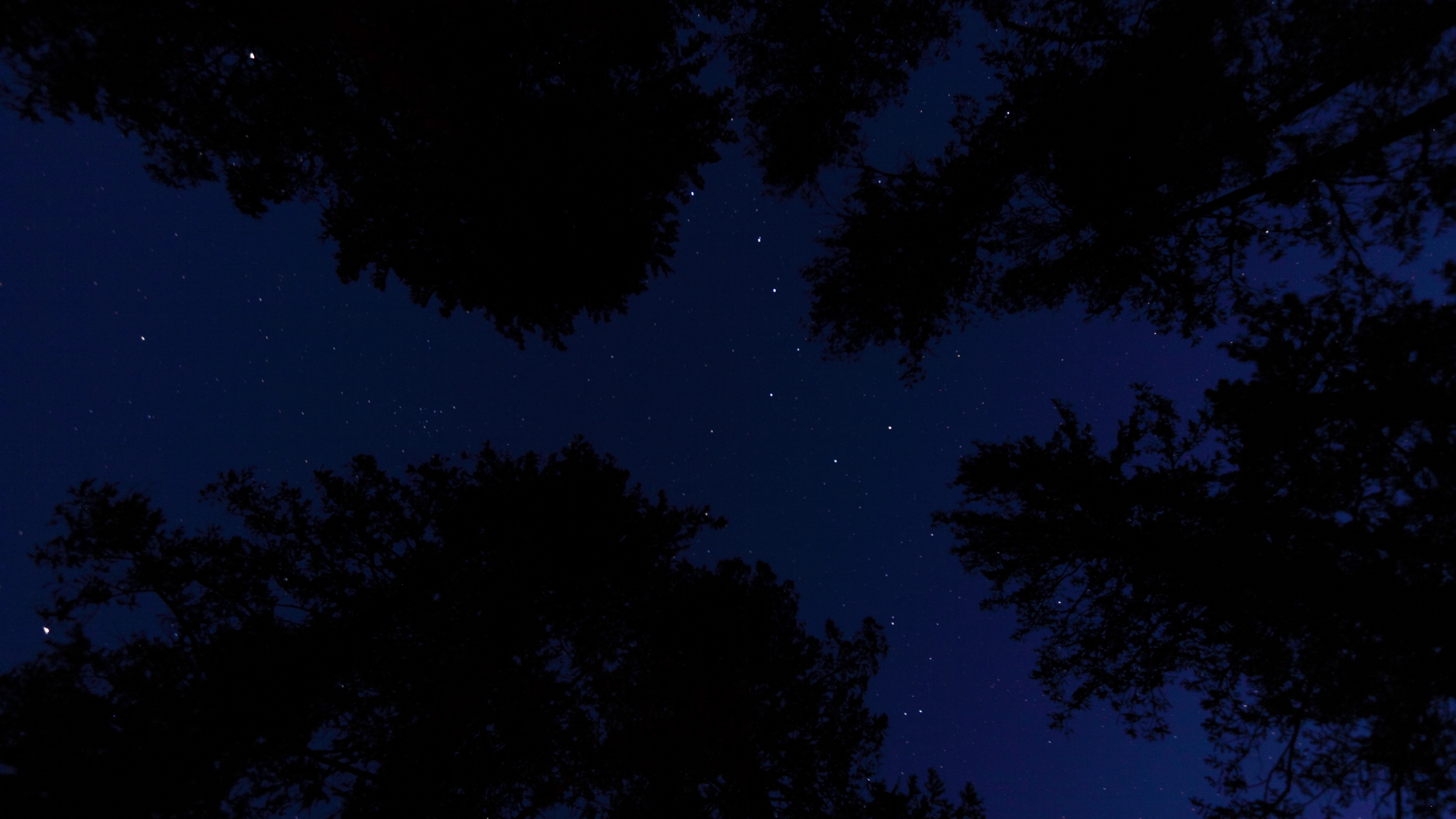 starry sky trees night bottom view 4k 1540576105