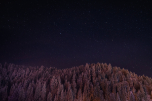 stars trees night dark sky 4k 1540133670