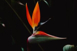 strelitzia bird of paradise flower flower petals 4k 1540575114