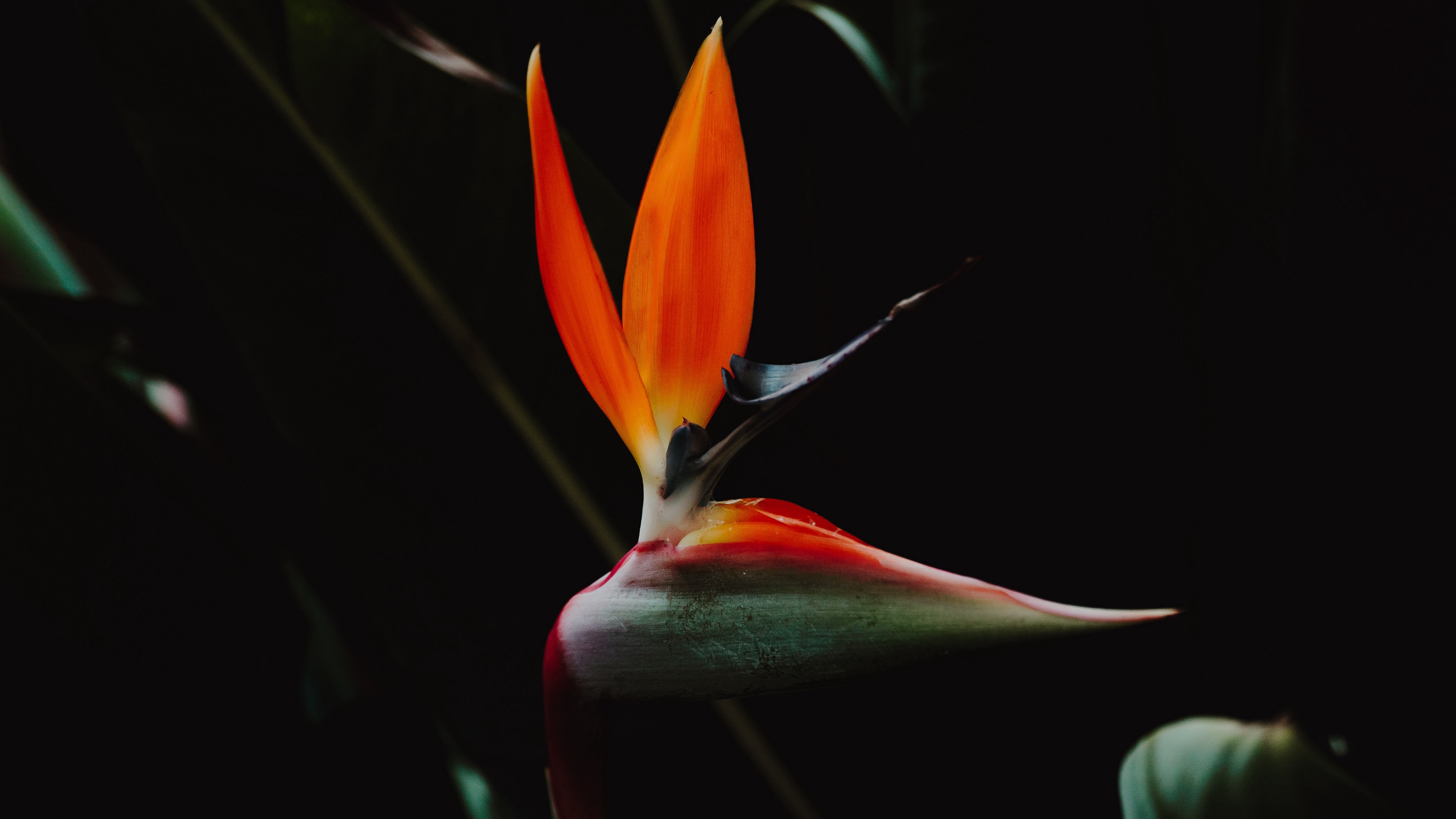 strelitzia bird of paradise flower flower petals 4k 1540575114