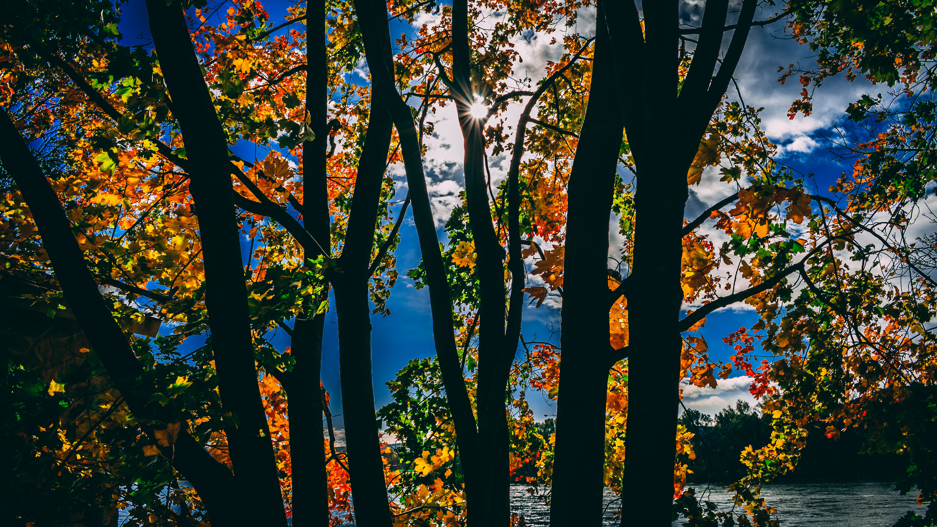 sunbeams between trees in autumn season daylight 4k 1540136249