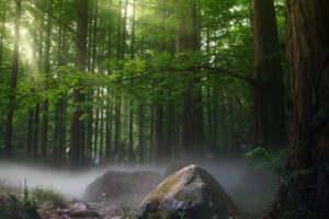 sunbeams forest daylight covered by trees 4k 1540140926