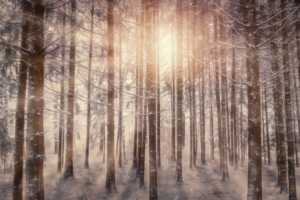 sunbeams snowy trees 4k 1540131851