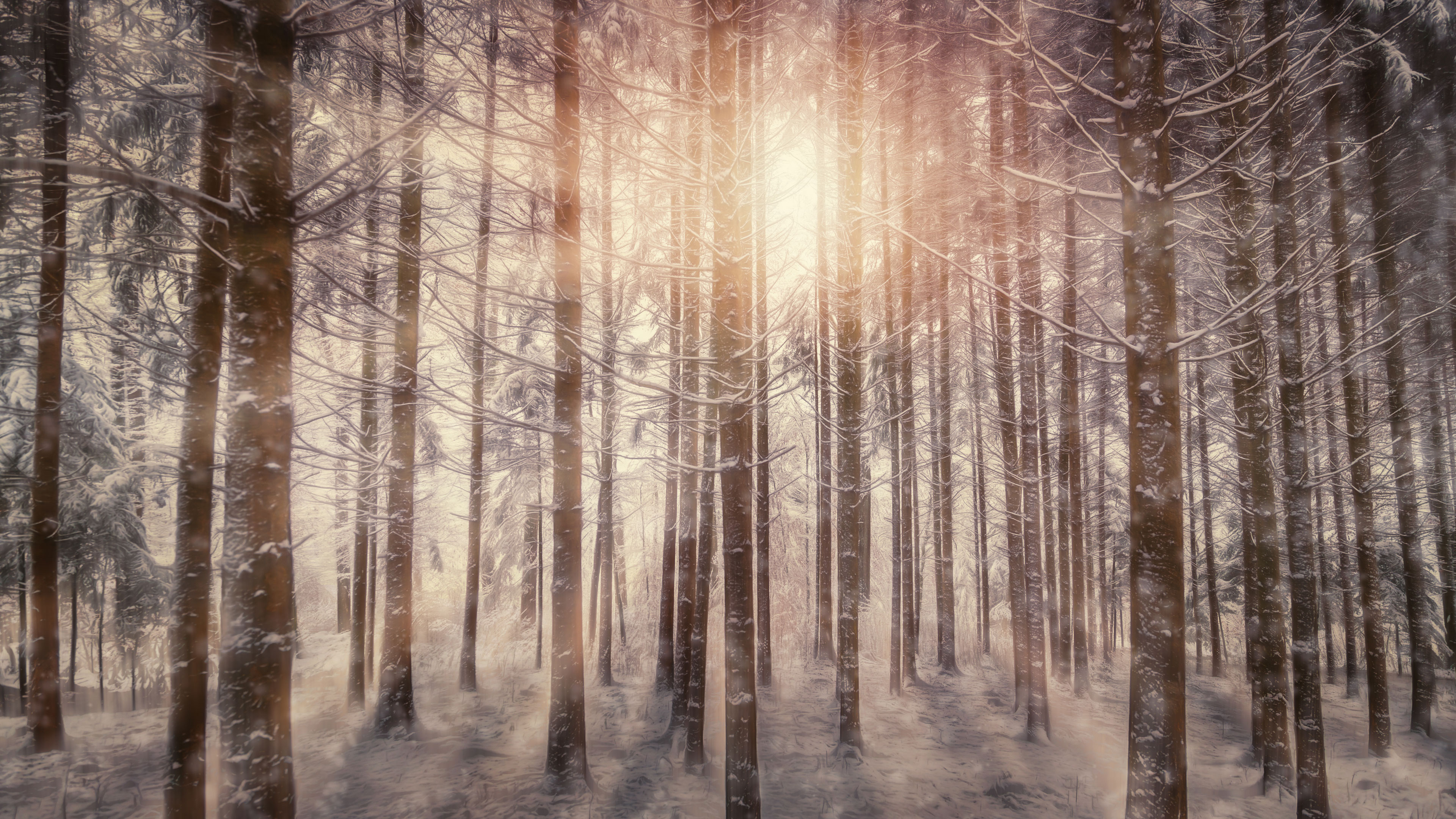 sunbeams snowy trees 4k 1540131851