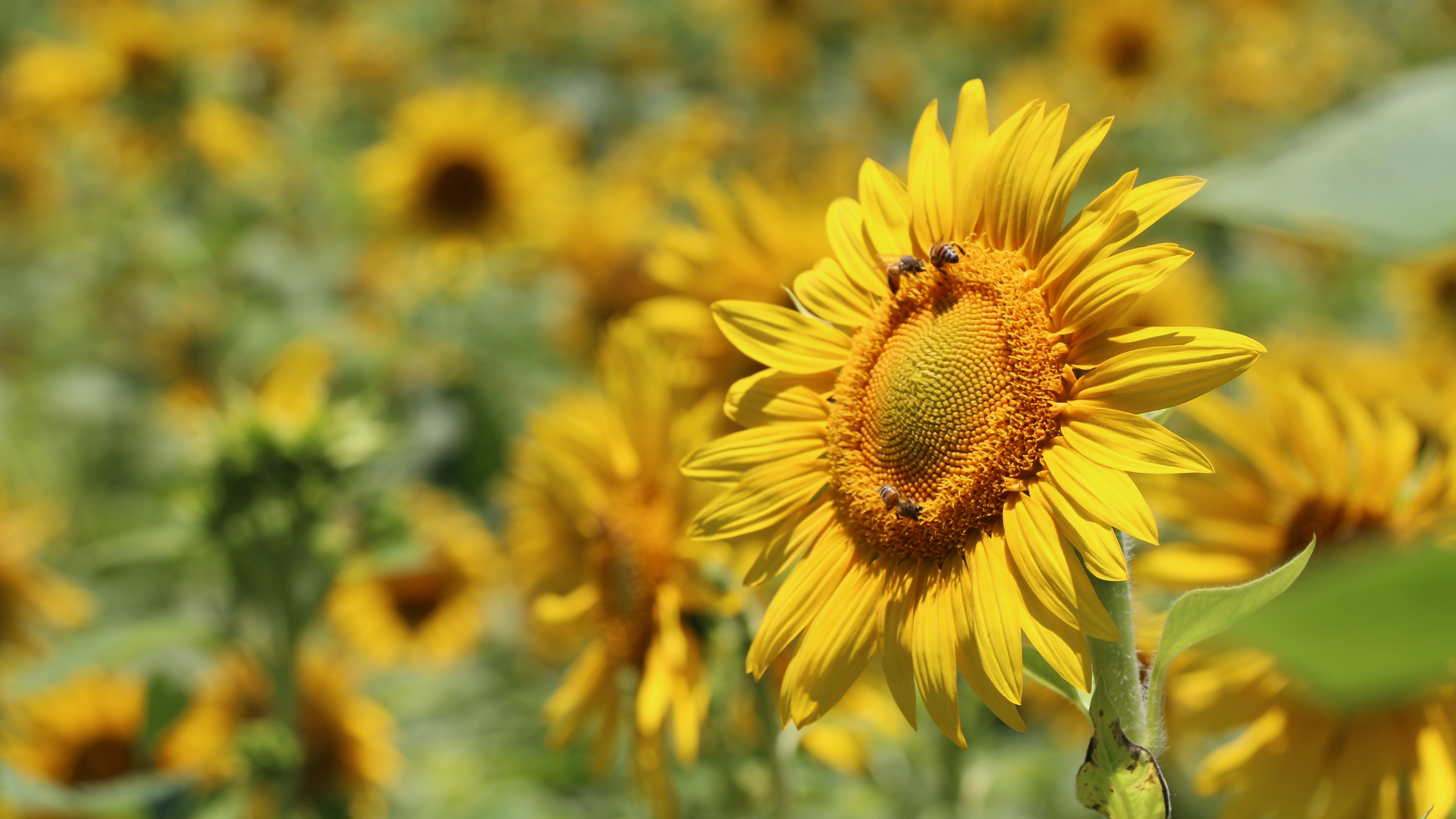 sunflower bees pollination yellow blur 4k 1540064111