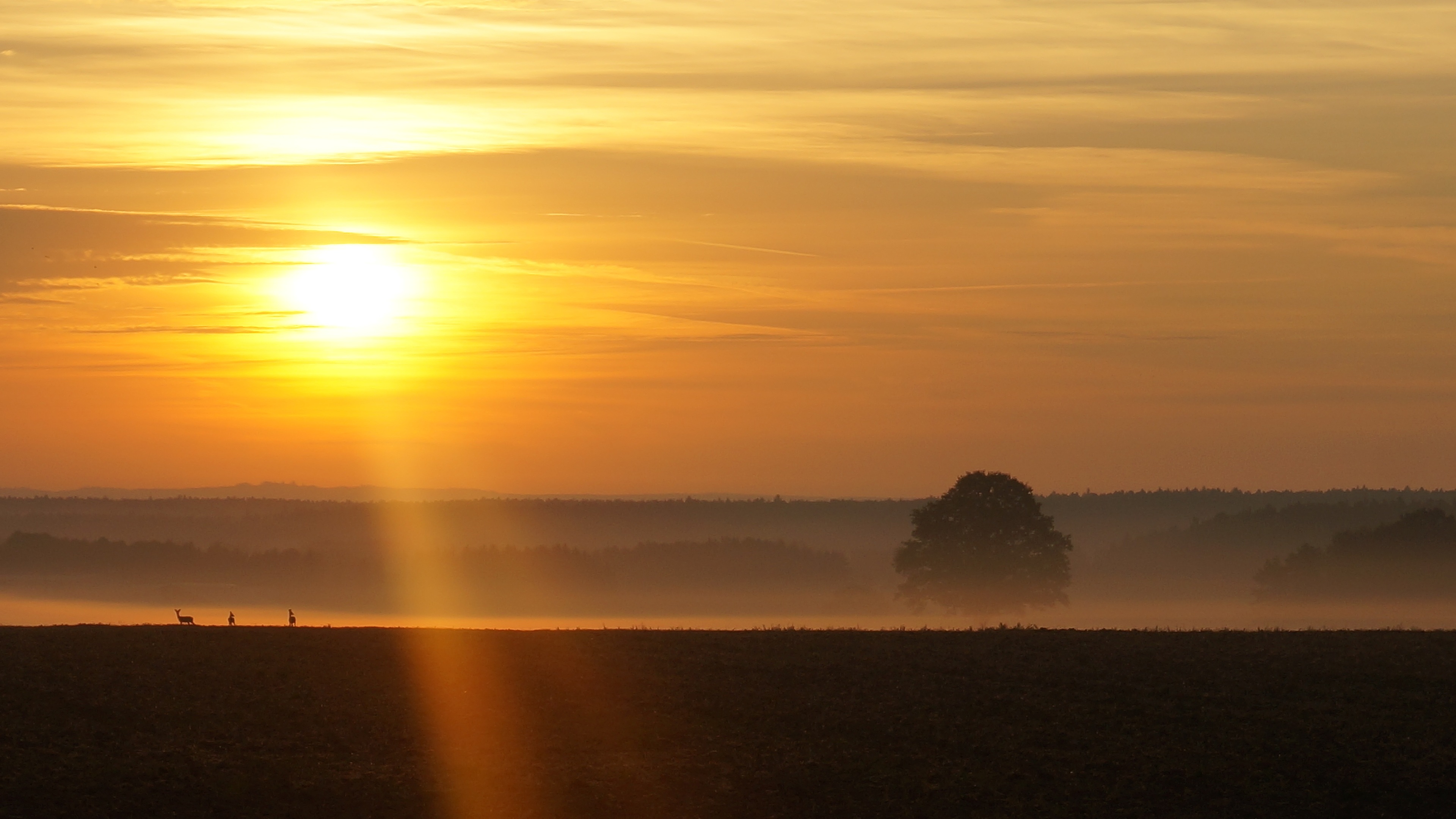 sunrise deer fog 4k 1540134402