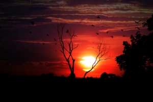 sunset tree sky birds 4k 1540576377