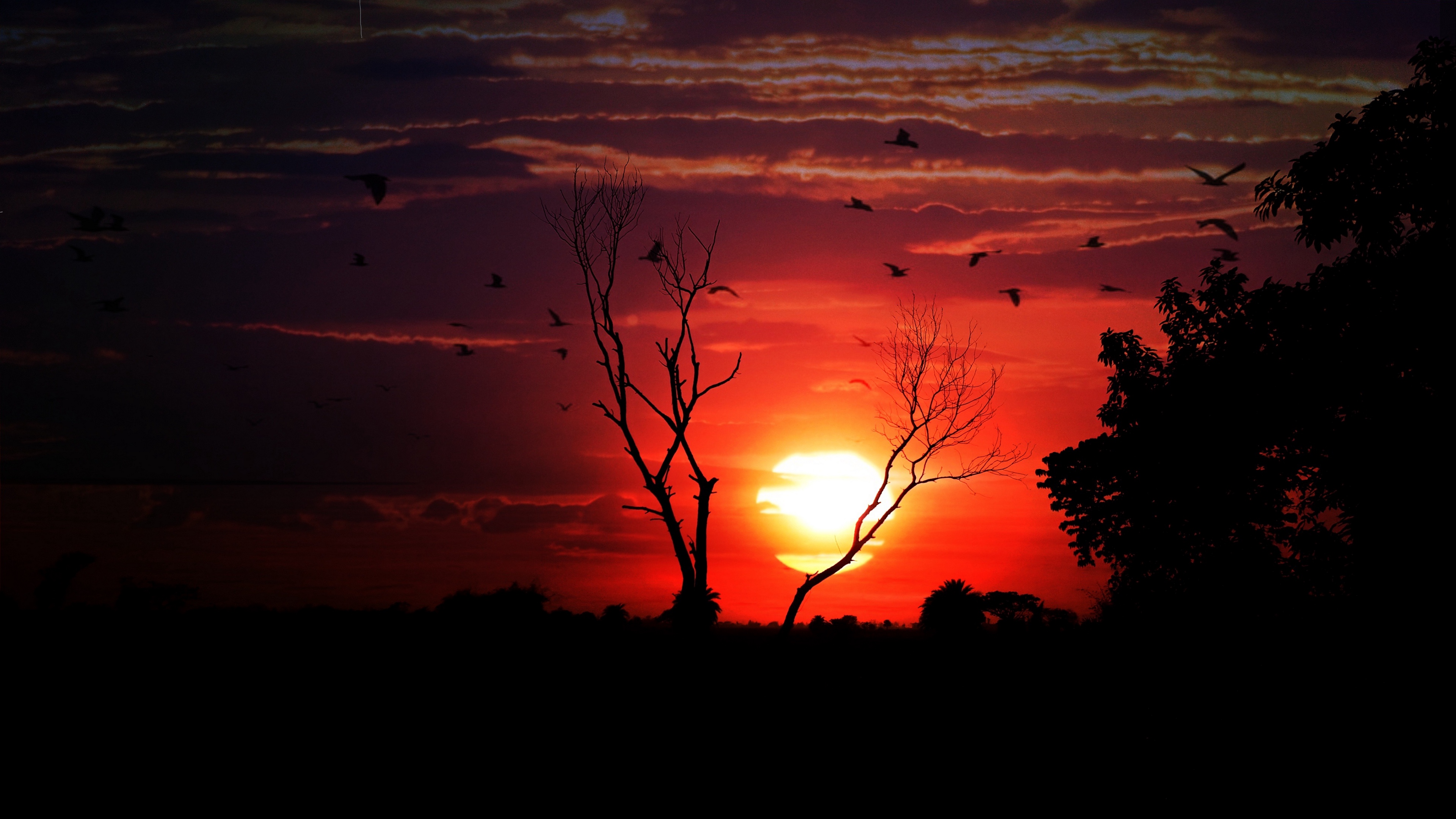 sunset tree sky birds 4k 1540576377