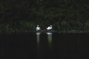 swans bird pond grass 4k 1540574935