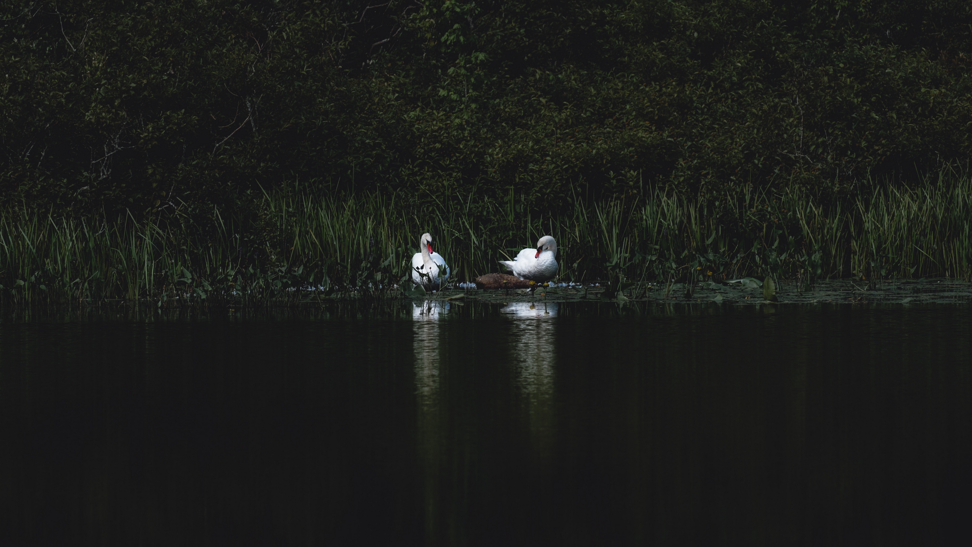 swans bird pond grass 4k 1540574935