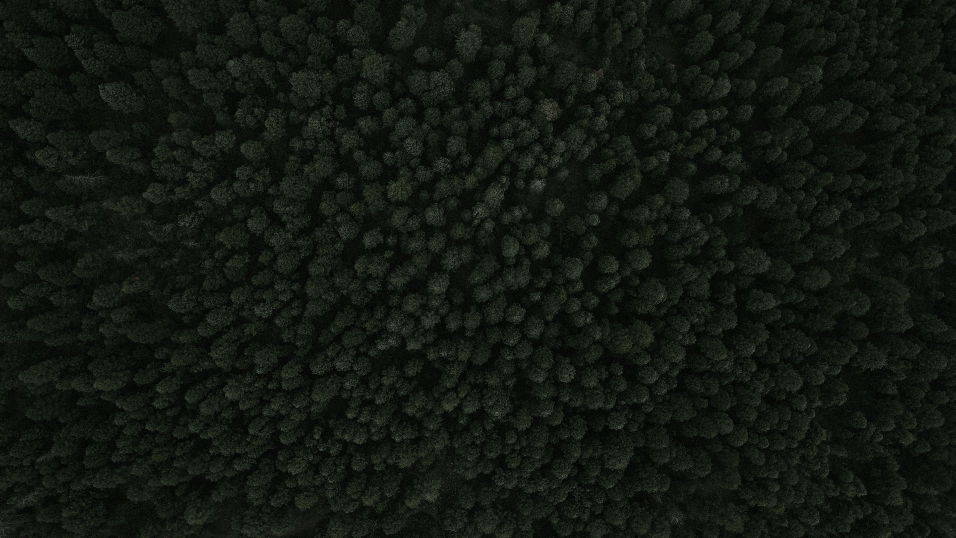 top view of forest green trees 4k 1540133691