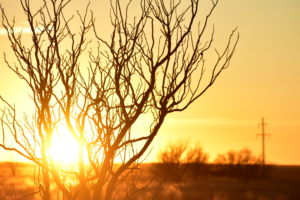 tree branches afterglow silhouette 4k 1540135665