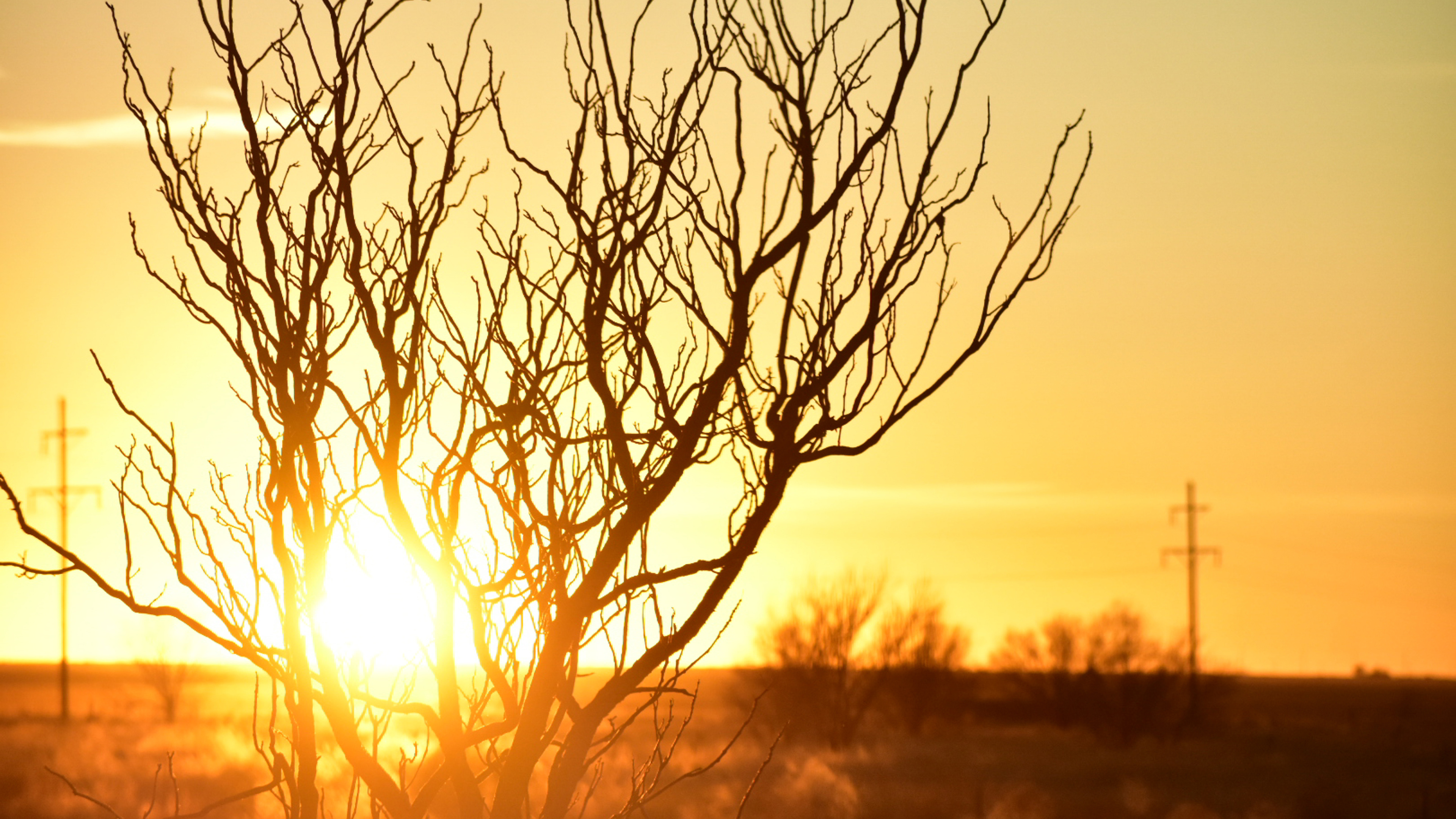 tree branches afterglow silhouette 4k 1540135665