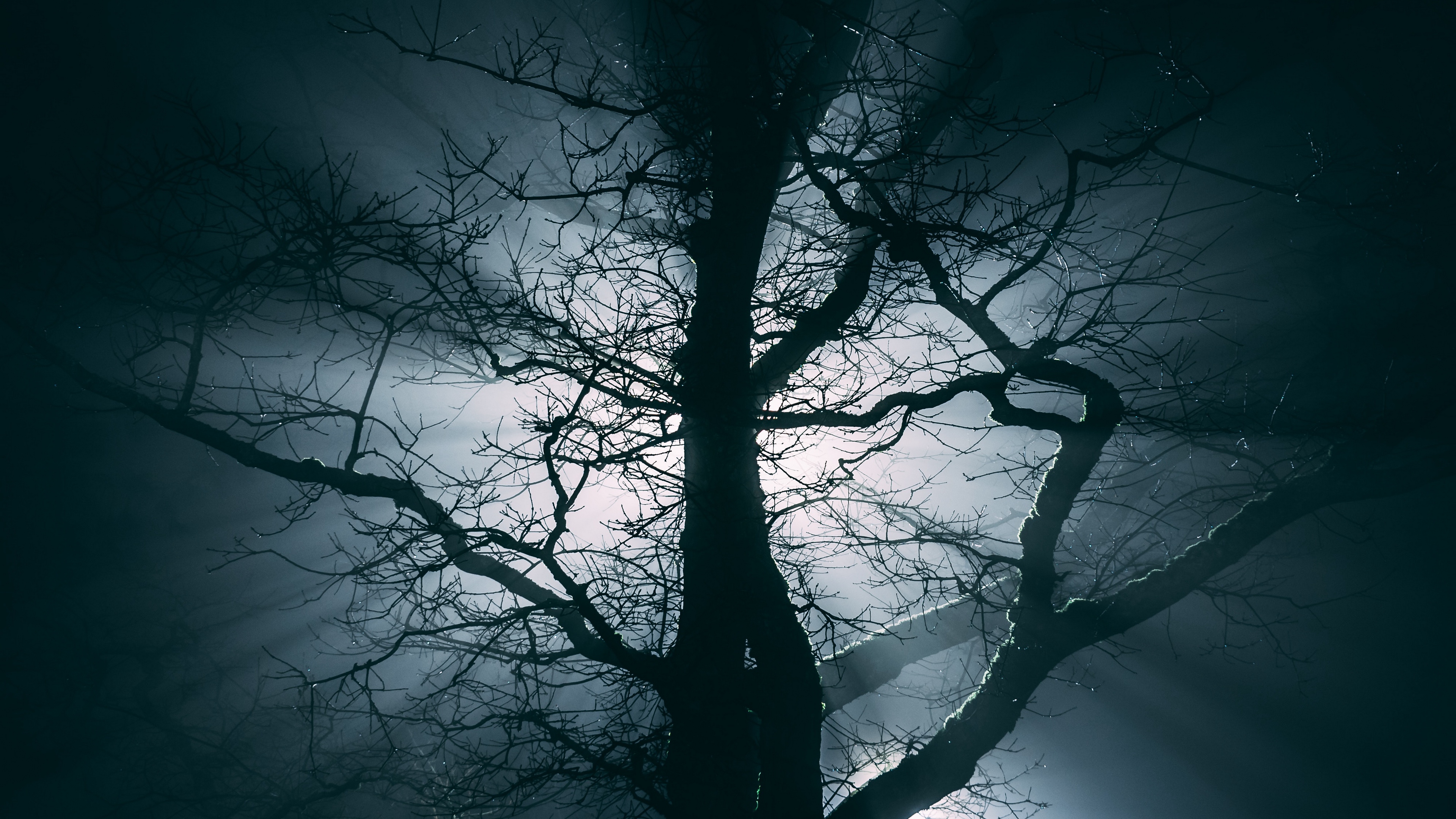 tree fog branches night 4k 1540576170