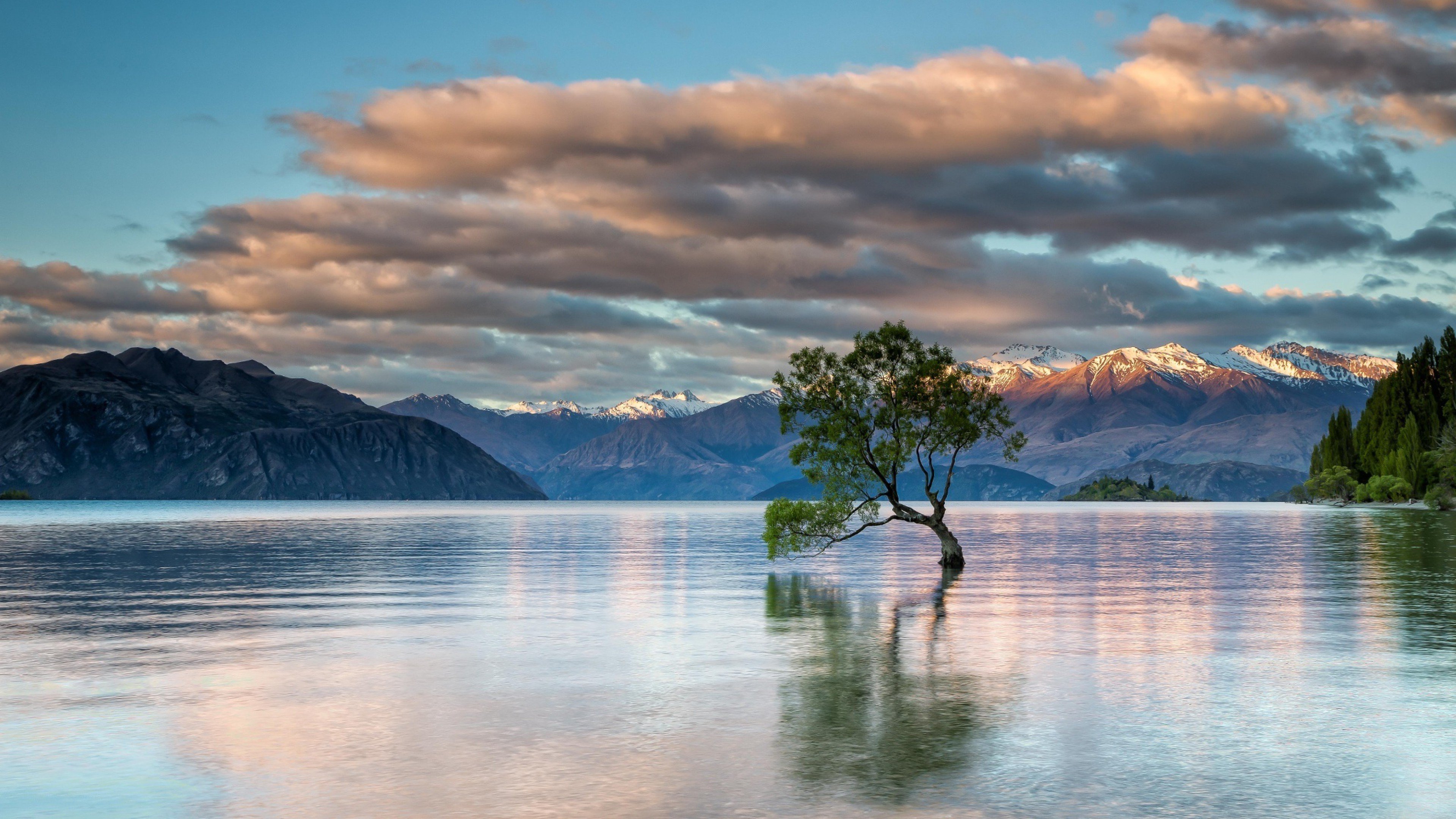 tree inside lake 4k 1540131533