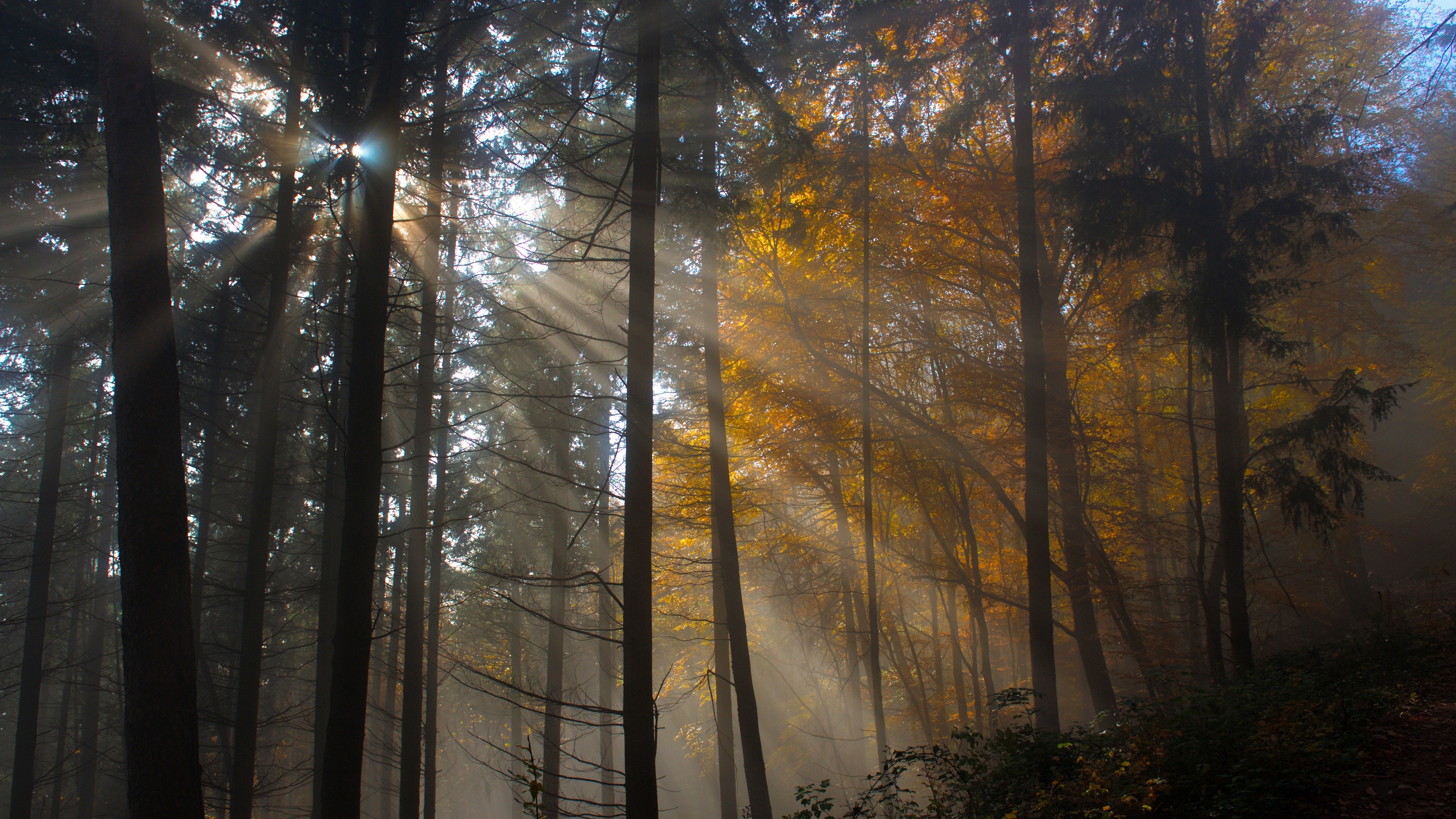 tree nature wood sun fog leaf dawn light 4k 1540135433