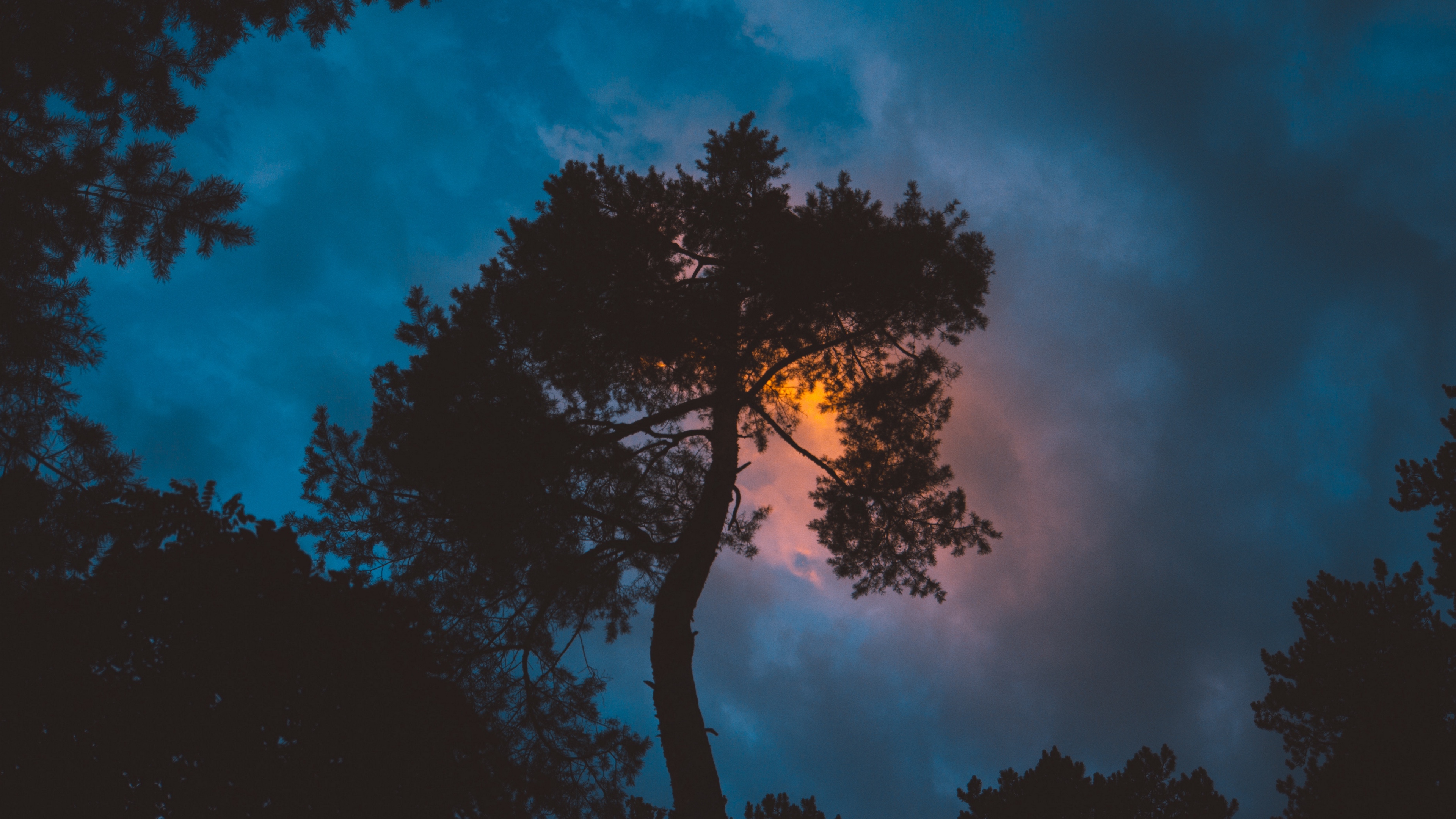 Tree, Night, Sunset, Sky 4K Tree, Sunset, Night