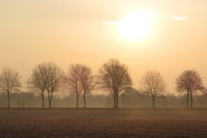 trees fog horizon field 4k 1540145405