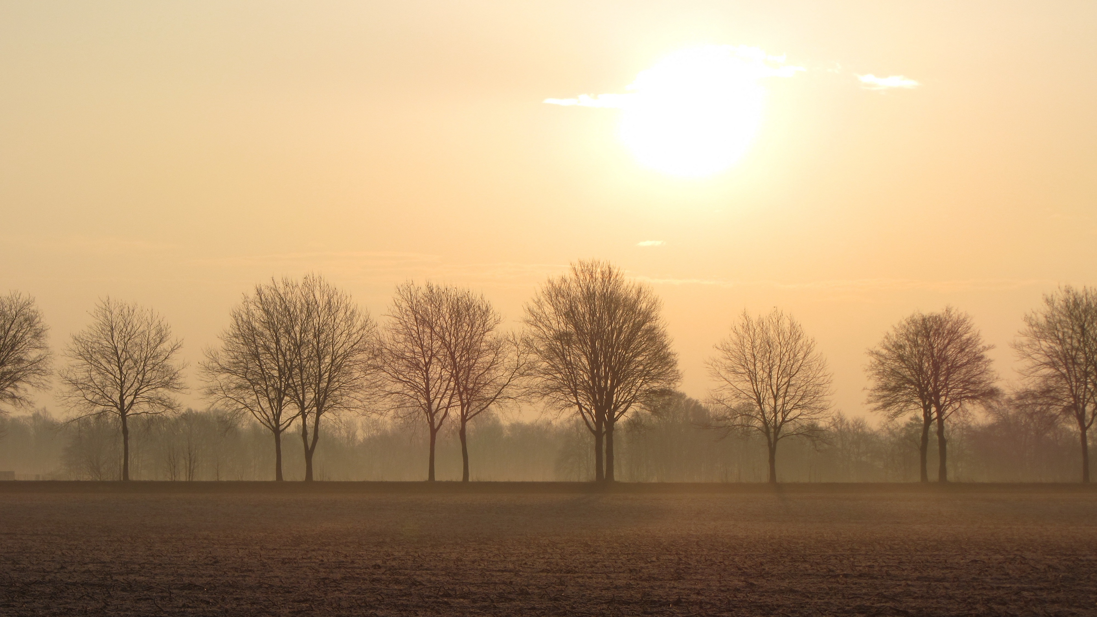 trees fog horizon field 4k 1540145405