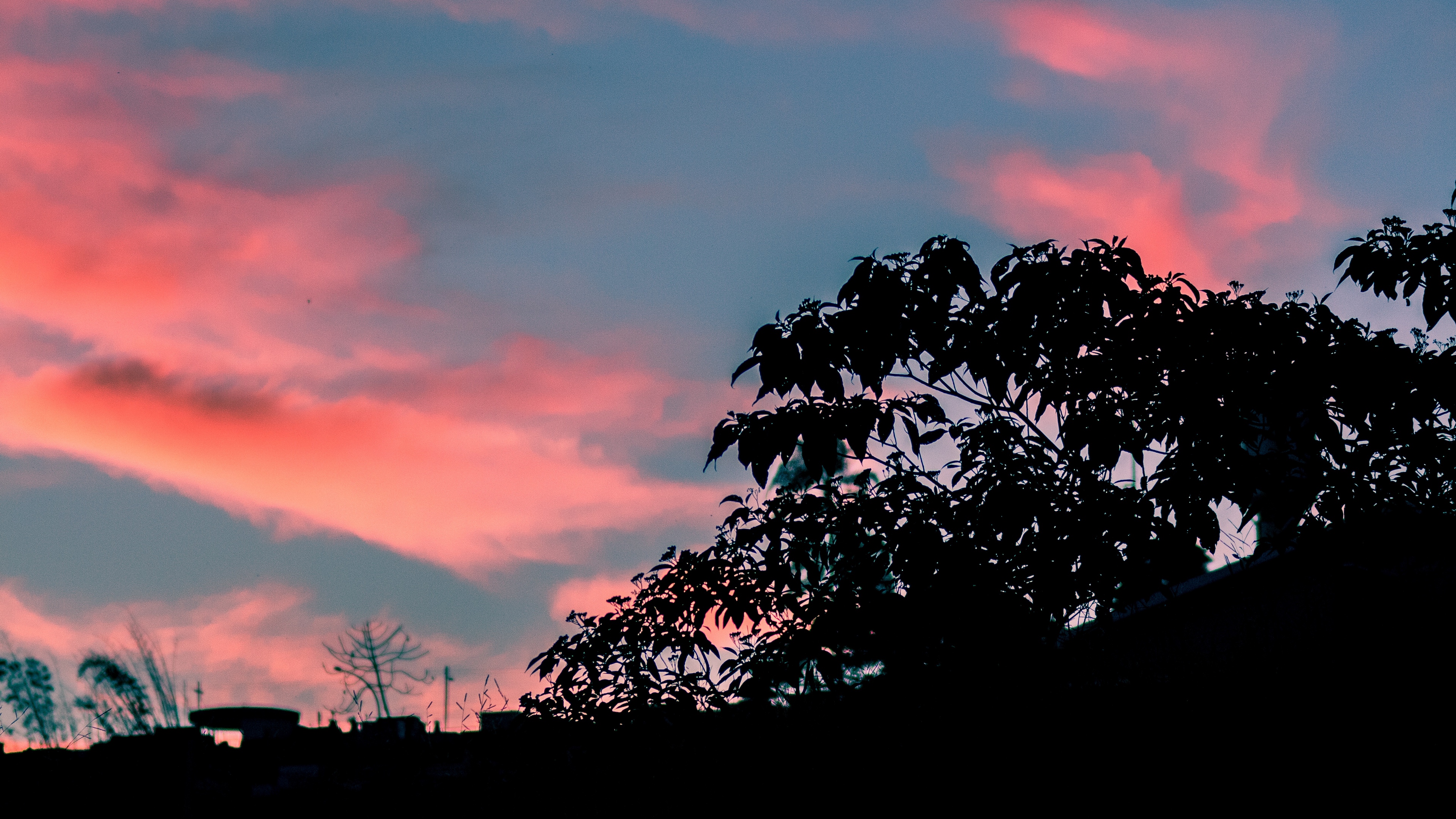 trees leaves sunset sky 4k 1540575271