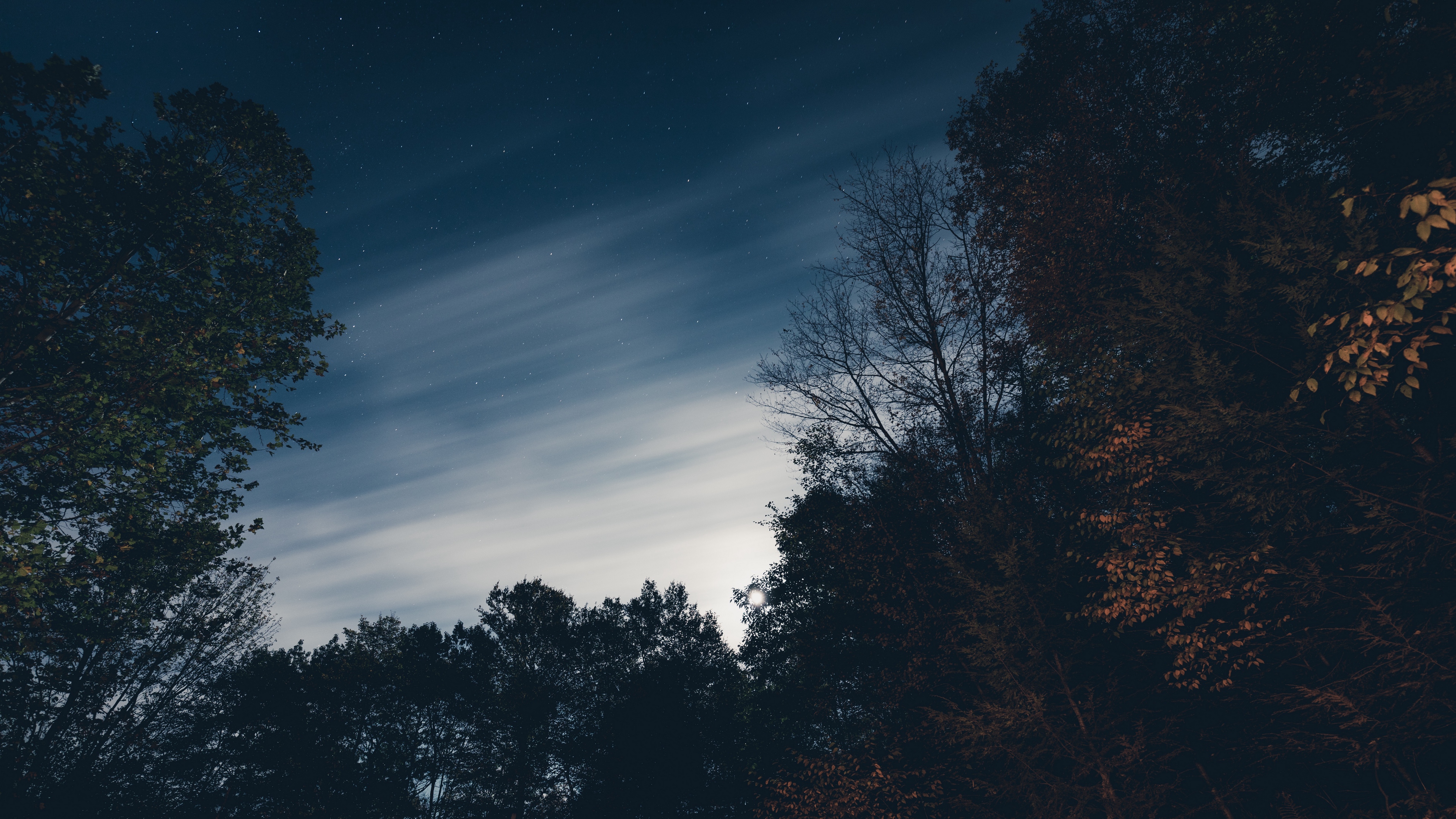 trees night sky stars 4k 1540575796