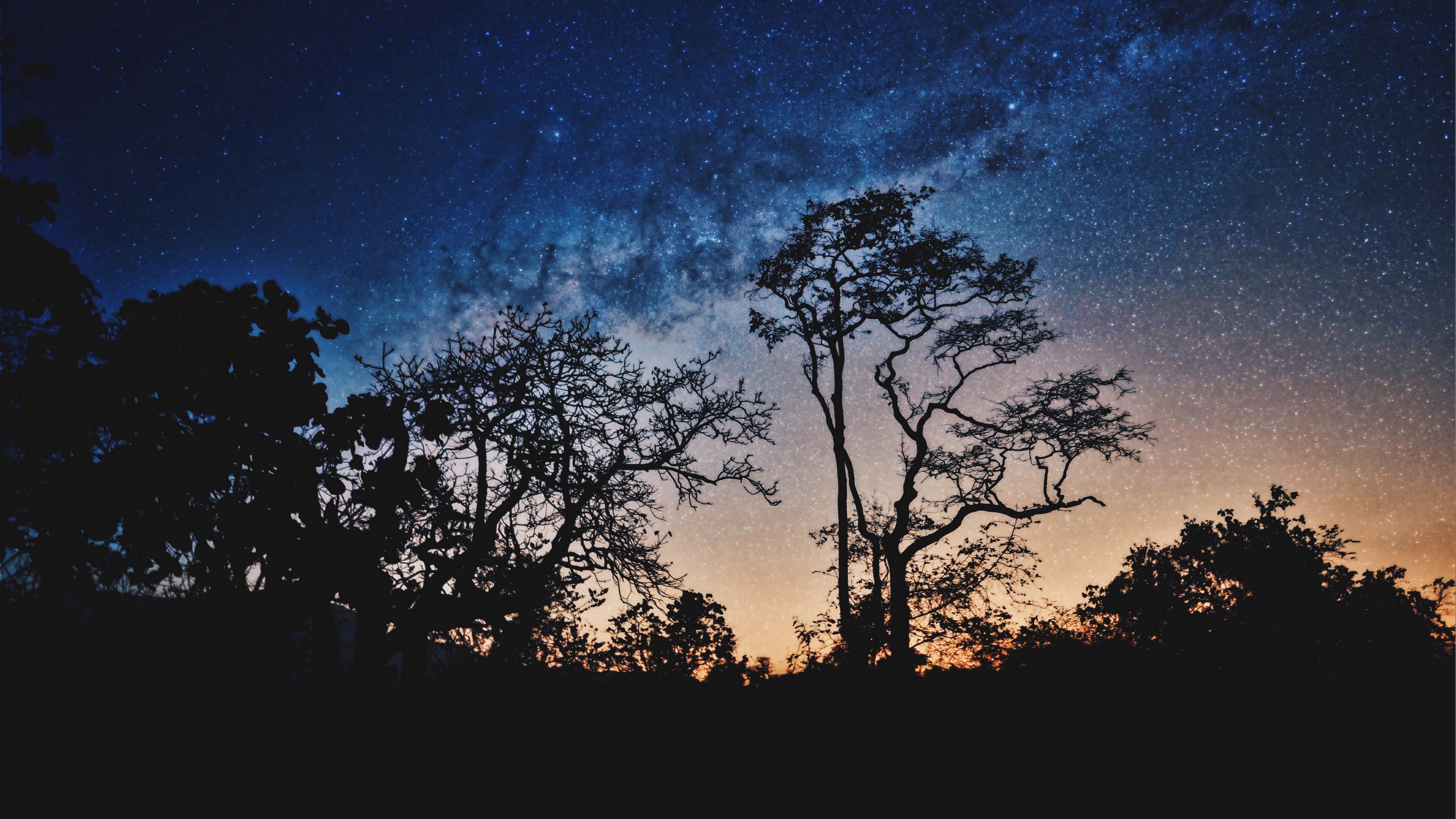 trees night stars sky 4k 1540575737