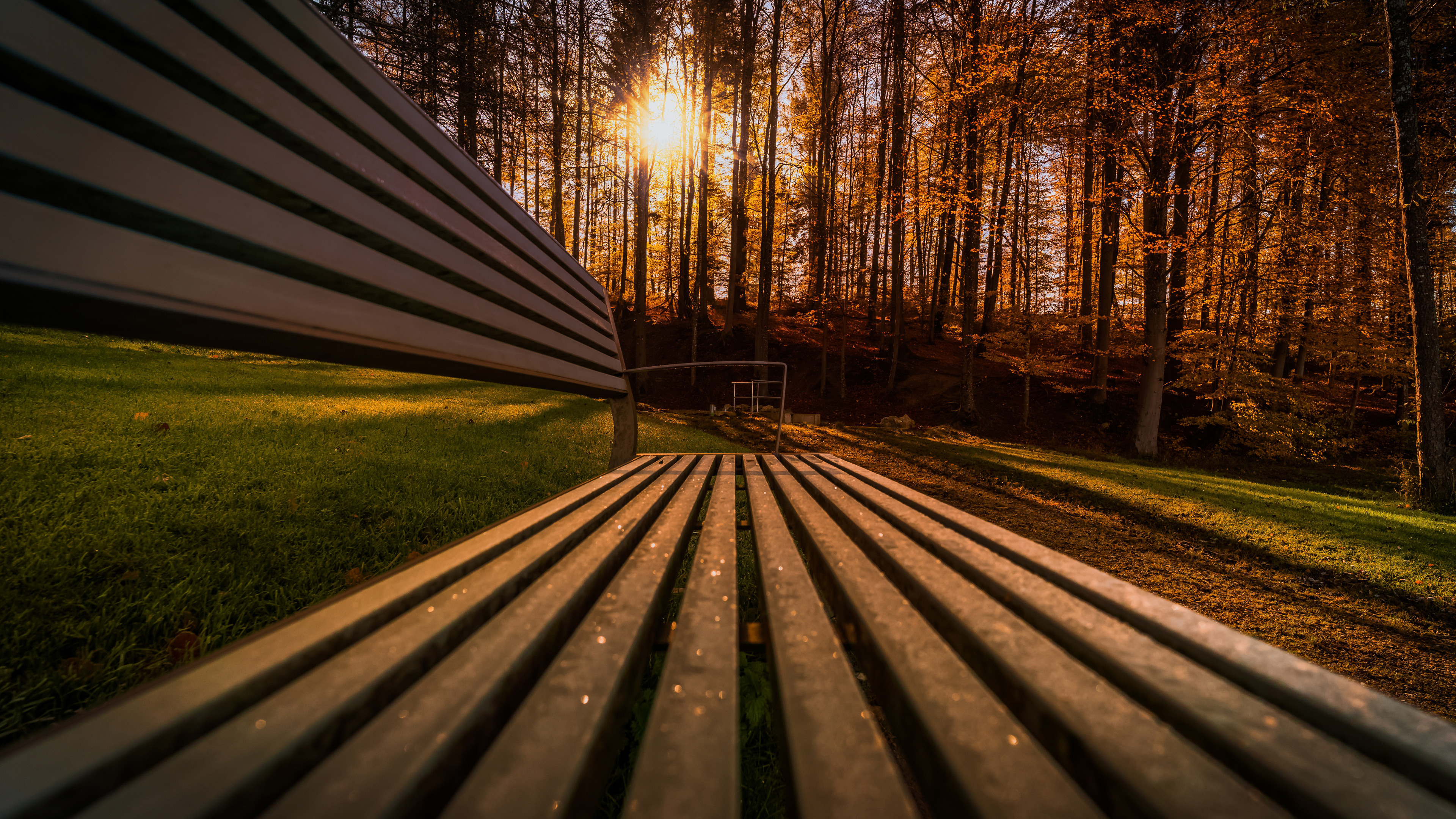 trees sunbeams view bench 4k 1540135094