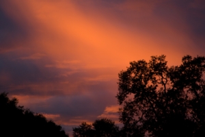 trees sunset sky clouds outlines branches 4k 1540145822