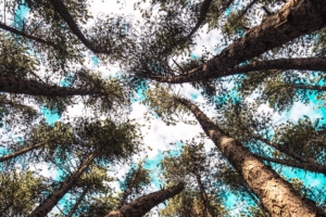 trees tops bottom view sky branches 4k 1540145429