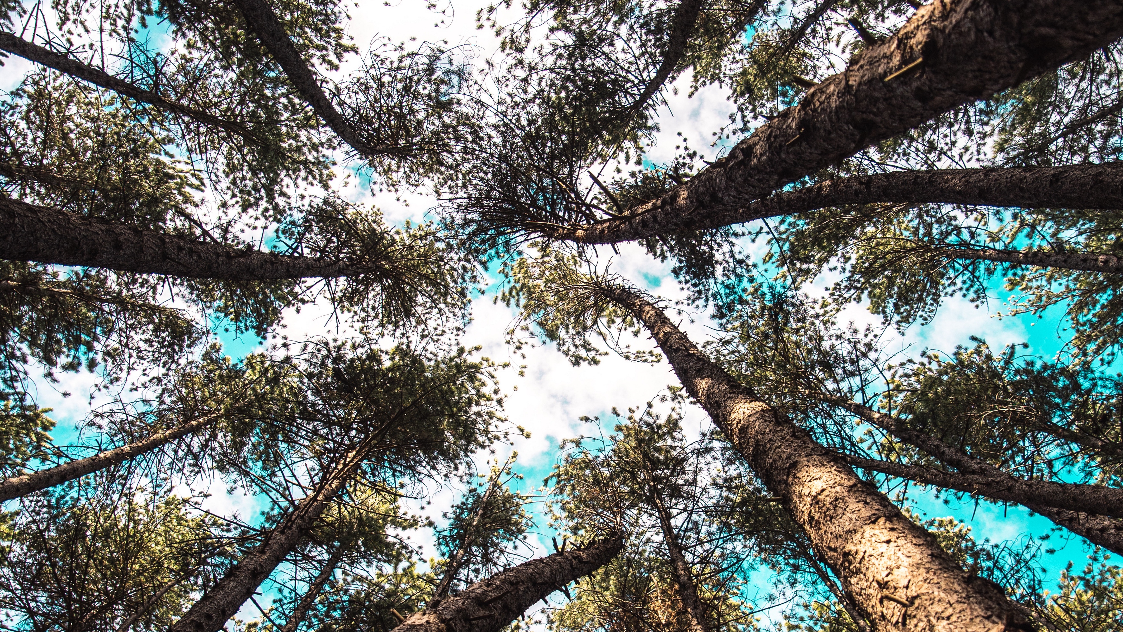 trees tops bottom view sky branches 4k 1540145429