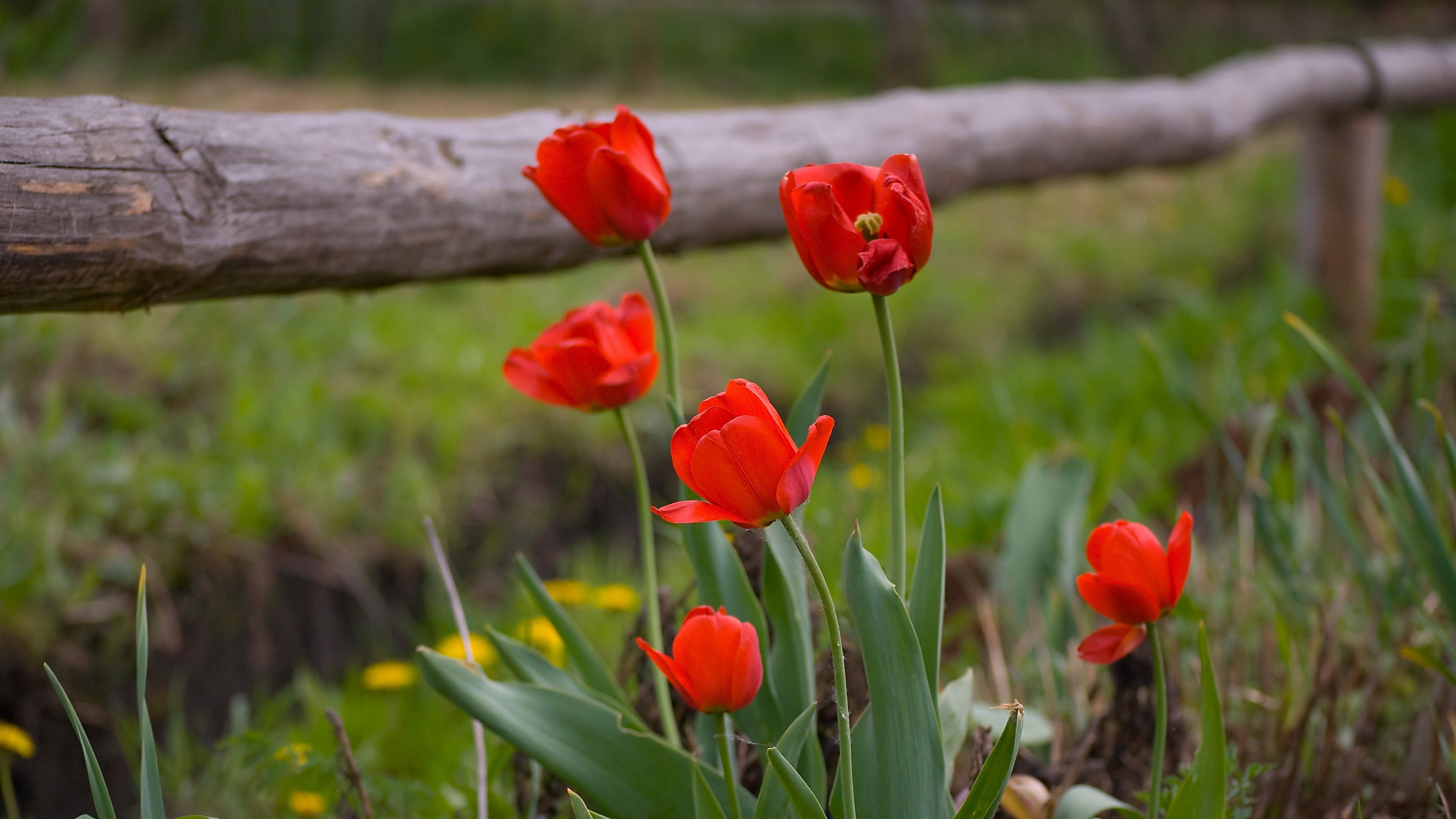 tulips dandelions fence nature grass 4k 1540064192