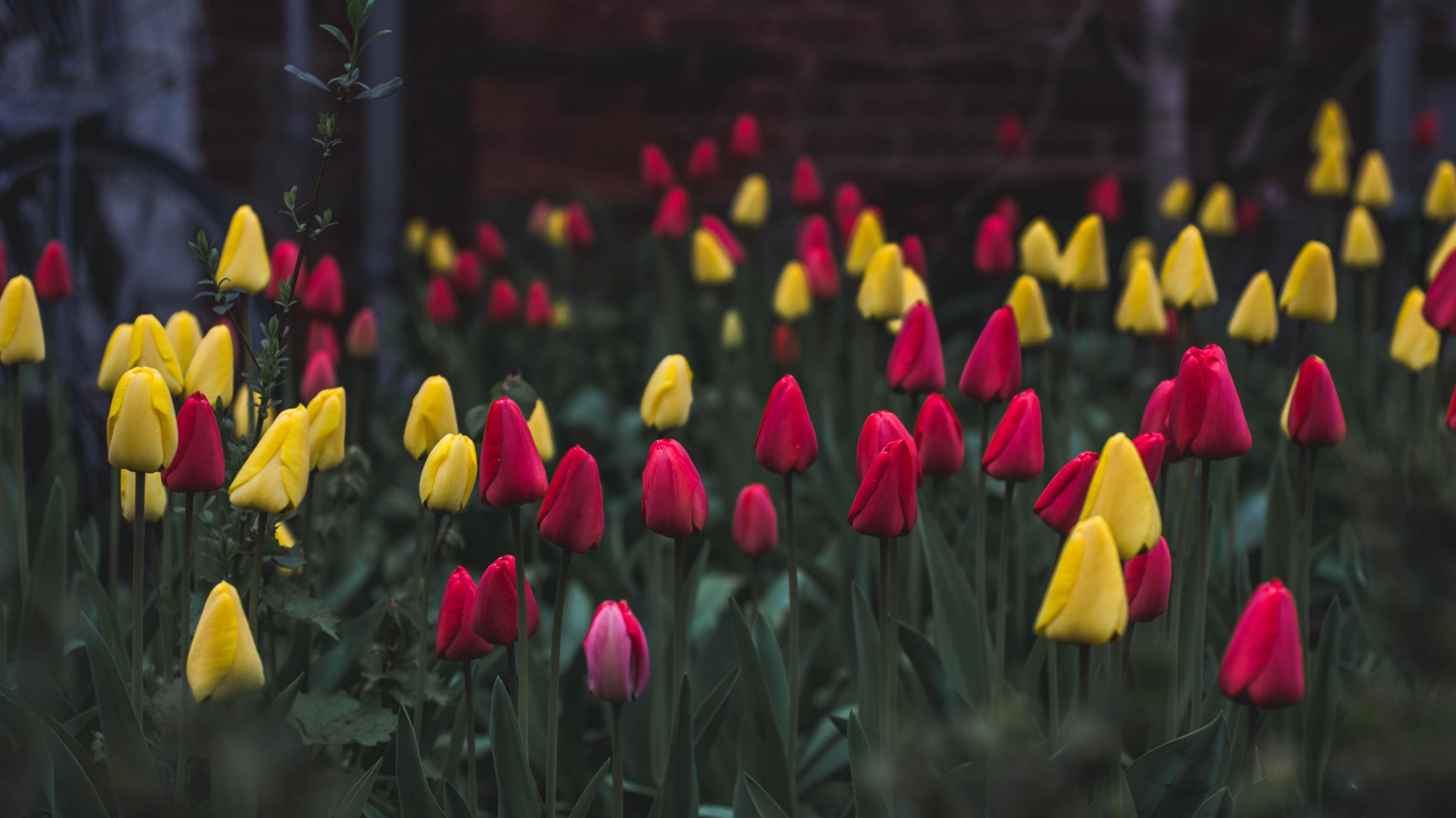 tulips flower bed flowers 4k 1540064359