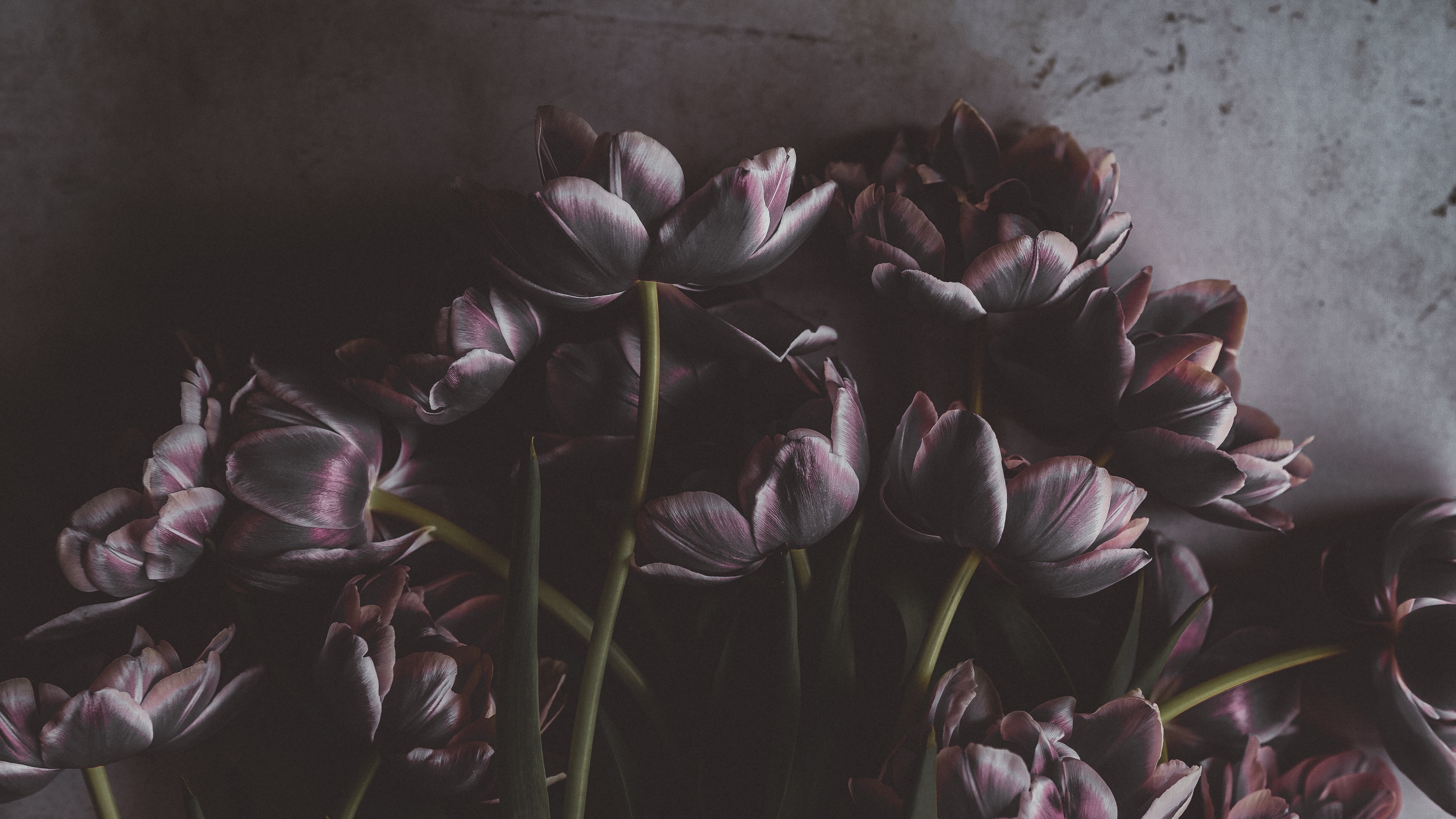 tulips flowers bouquet wall 4k 1540574957