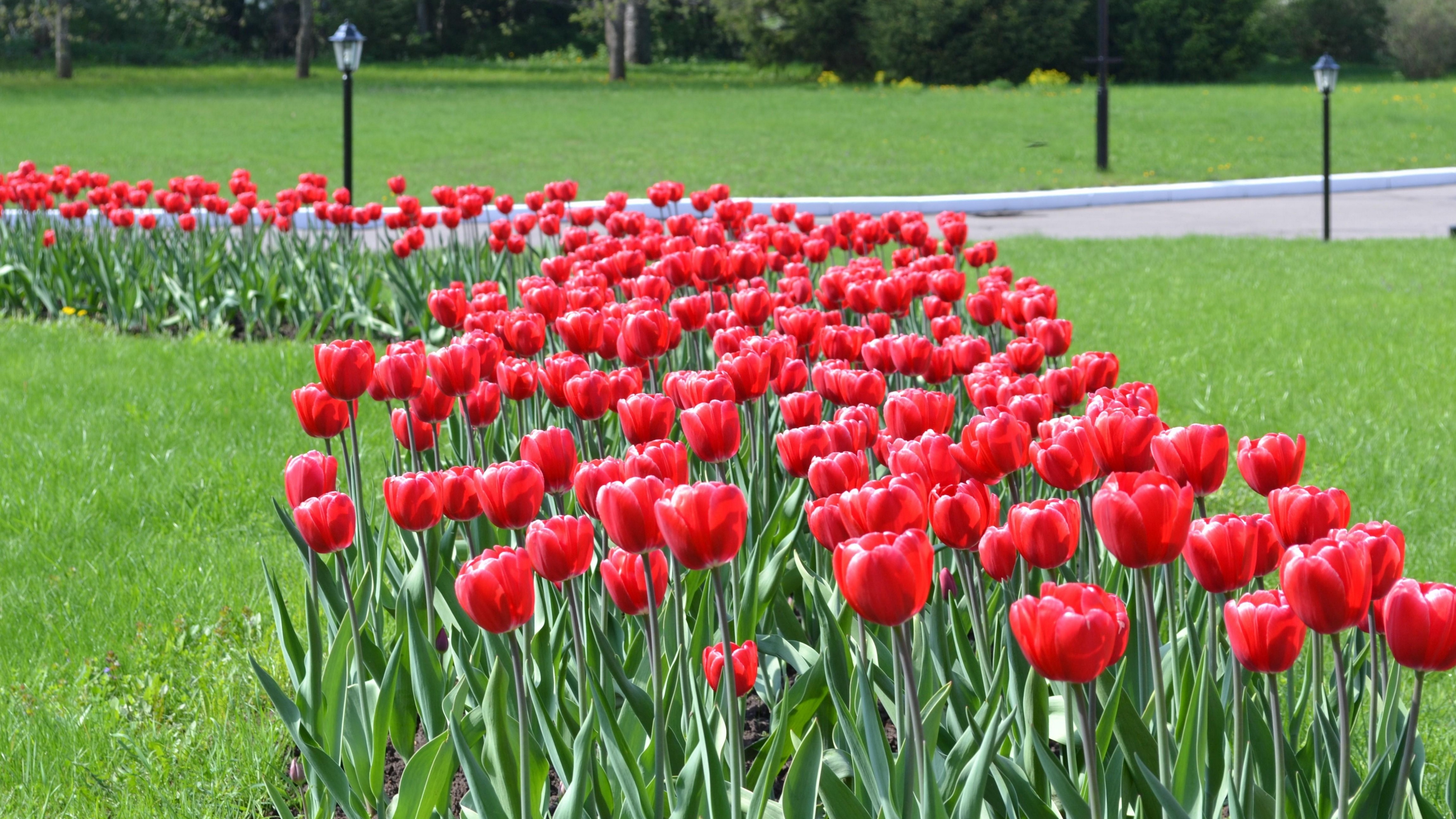 tulips flowers flowerbed lawn park lights 4k 1540064314