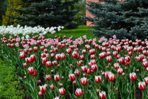 tulips flowers lawn flowerbed blue spruce 4k 1540064133