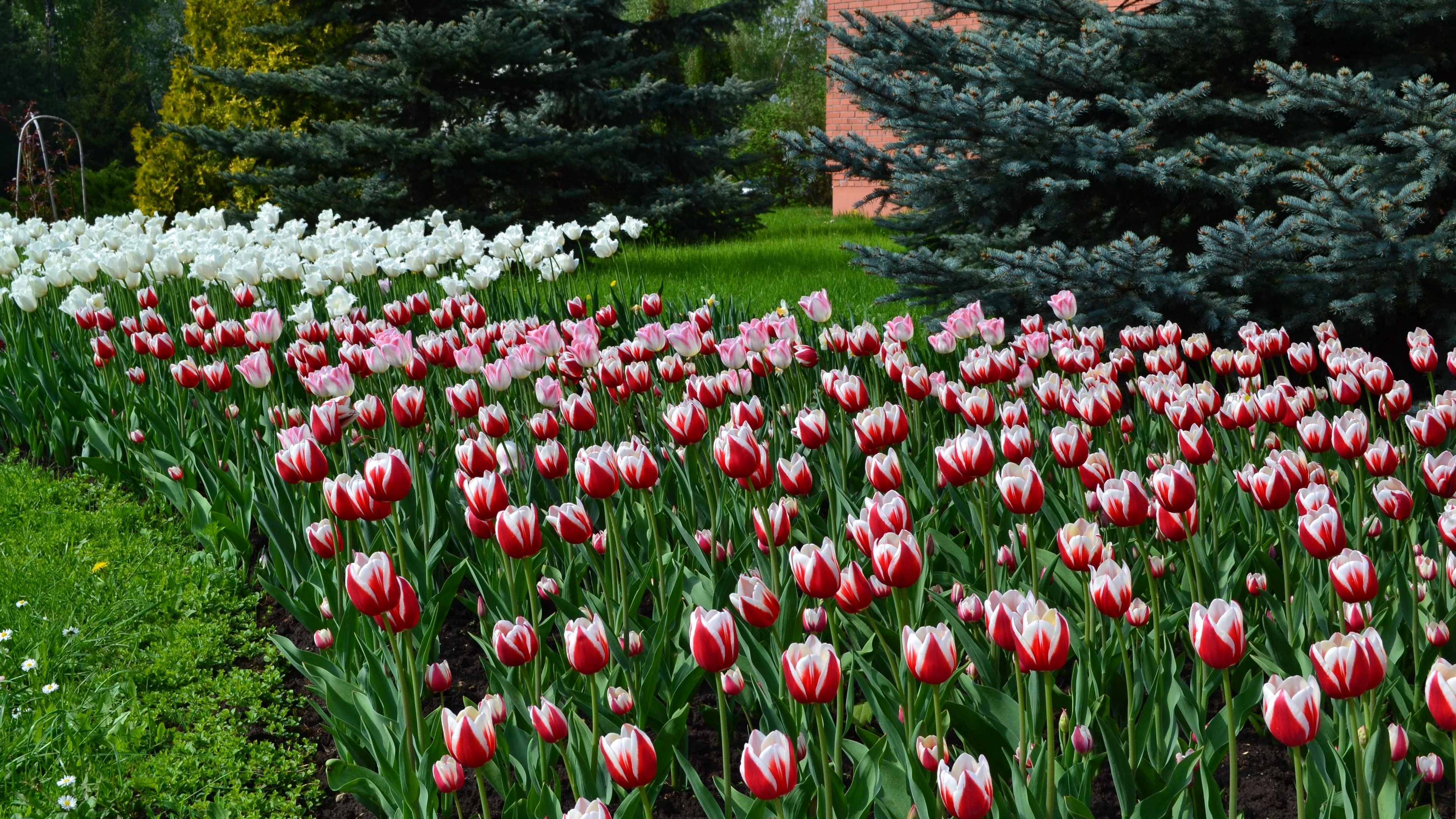 tulips flowers lawn flowerbed blue spruce 4k 1540064133