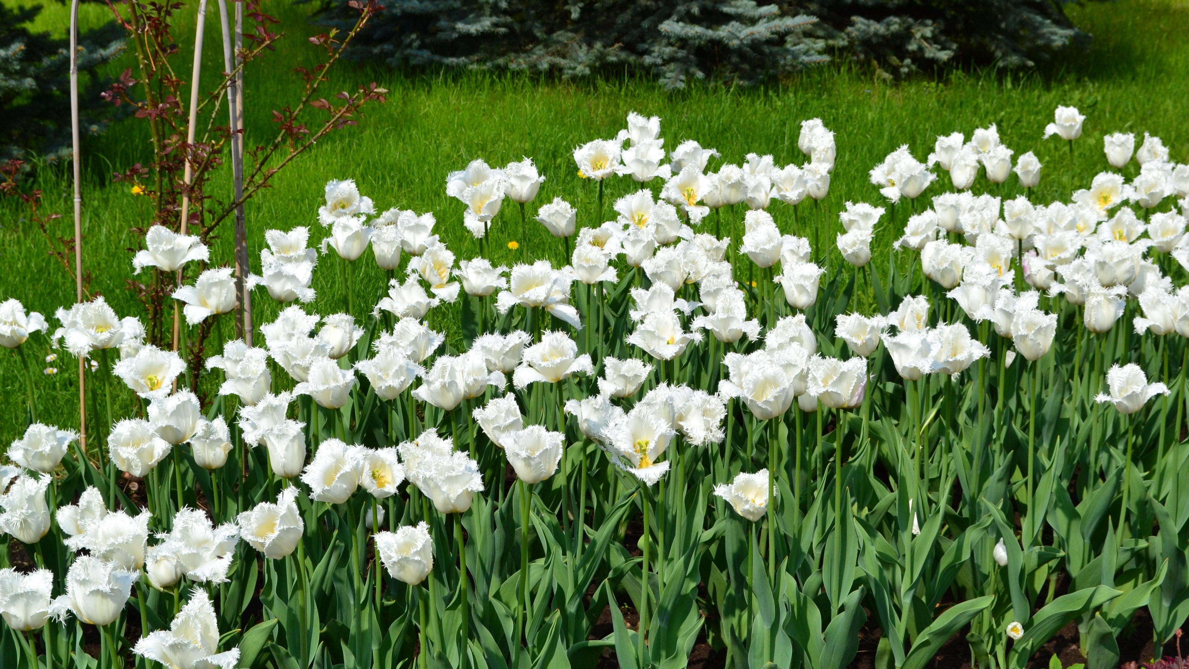 tulips white flowers grass sunny mood 4k 1540064289