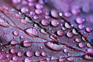 water drops on leaves 1540141553