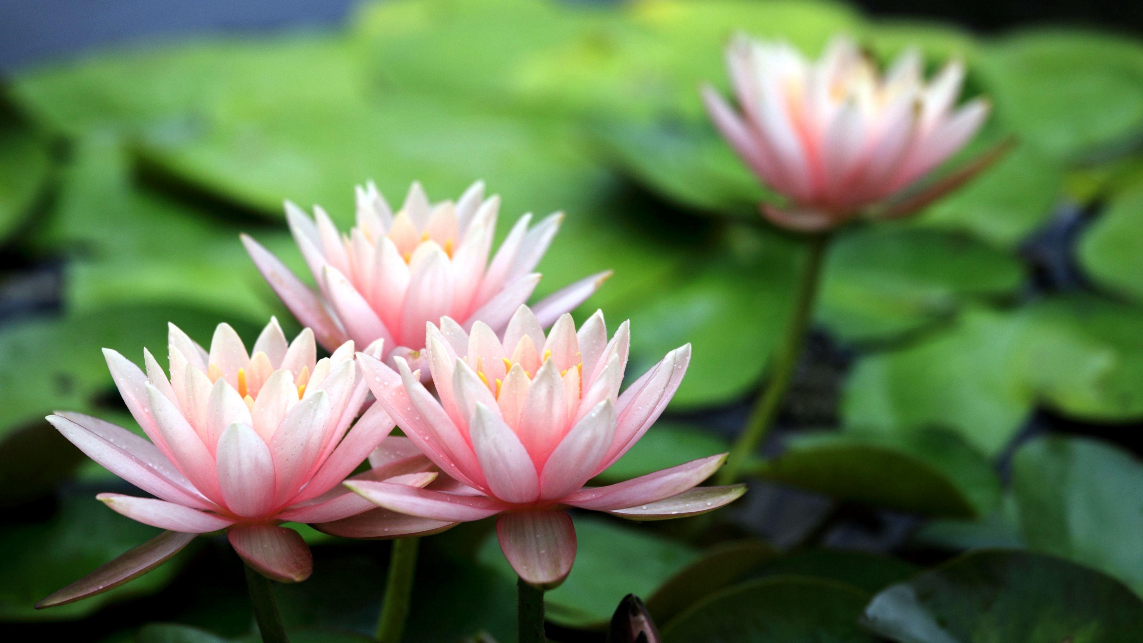 water lily leaves blur pond close up 4k 1540064297