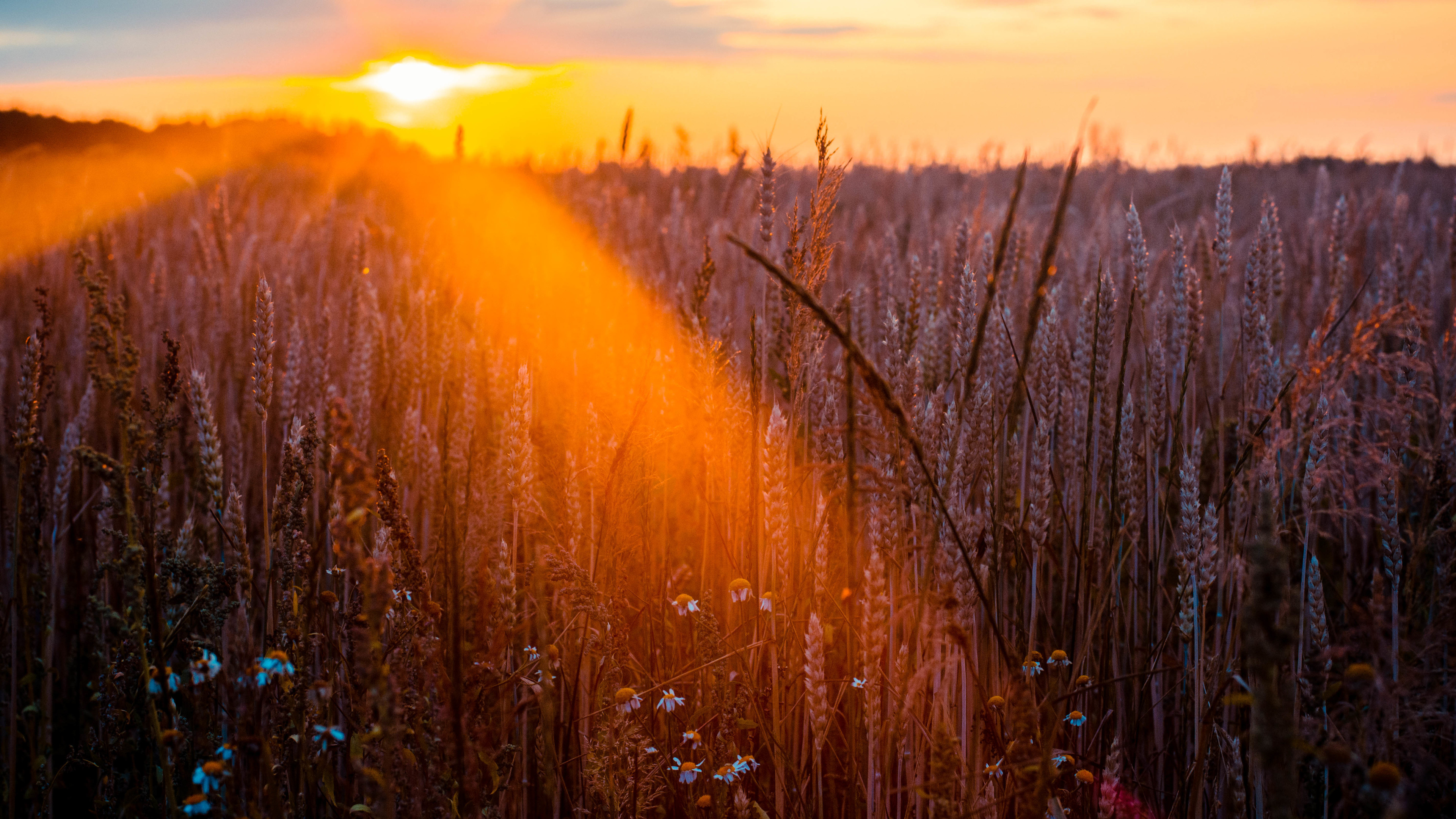 wheat field sun beams photography 4k 1540135269