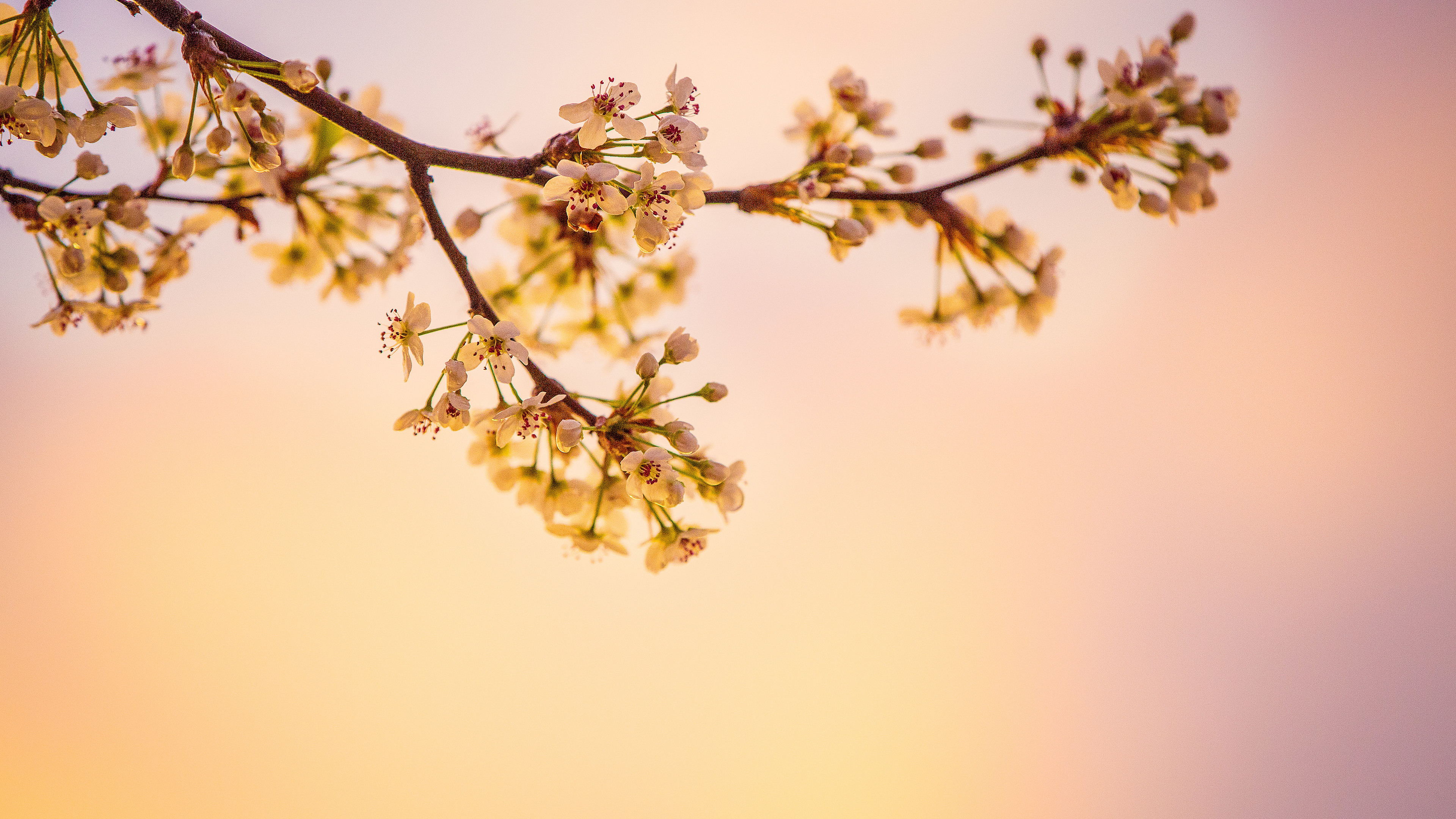 white cherry blossoms 5k 1540136533