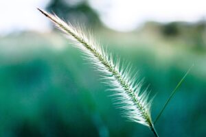 white green leaf macro outdoors 4k 1540134315