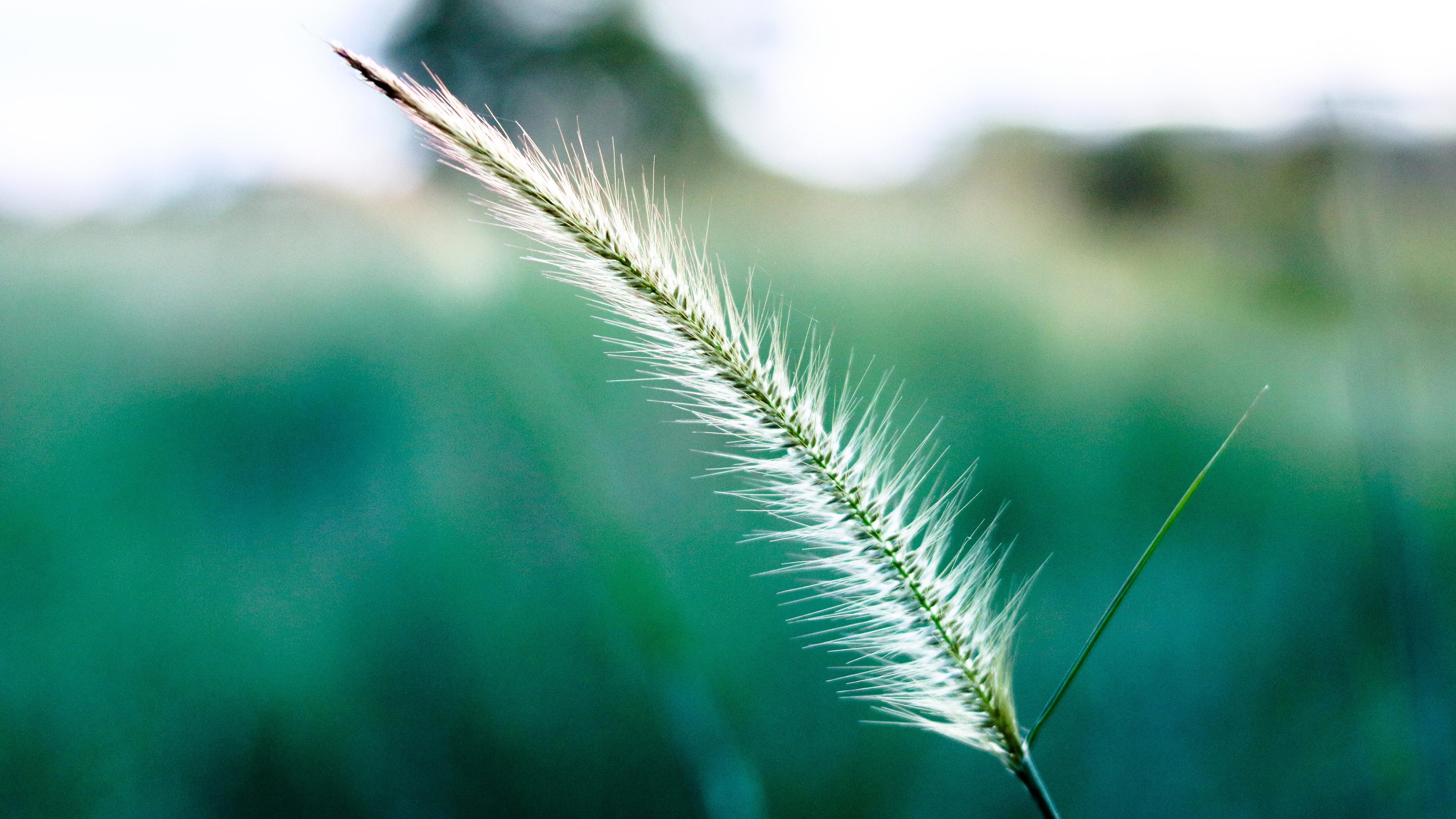 white green leaf macro outdoors 4k 1540134315