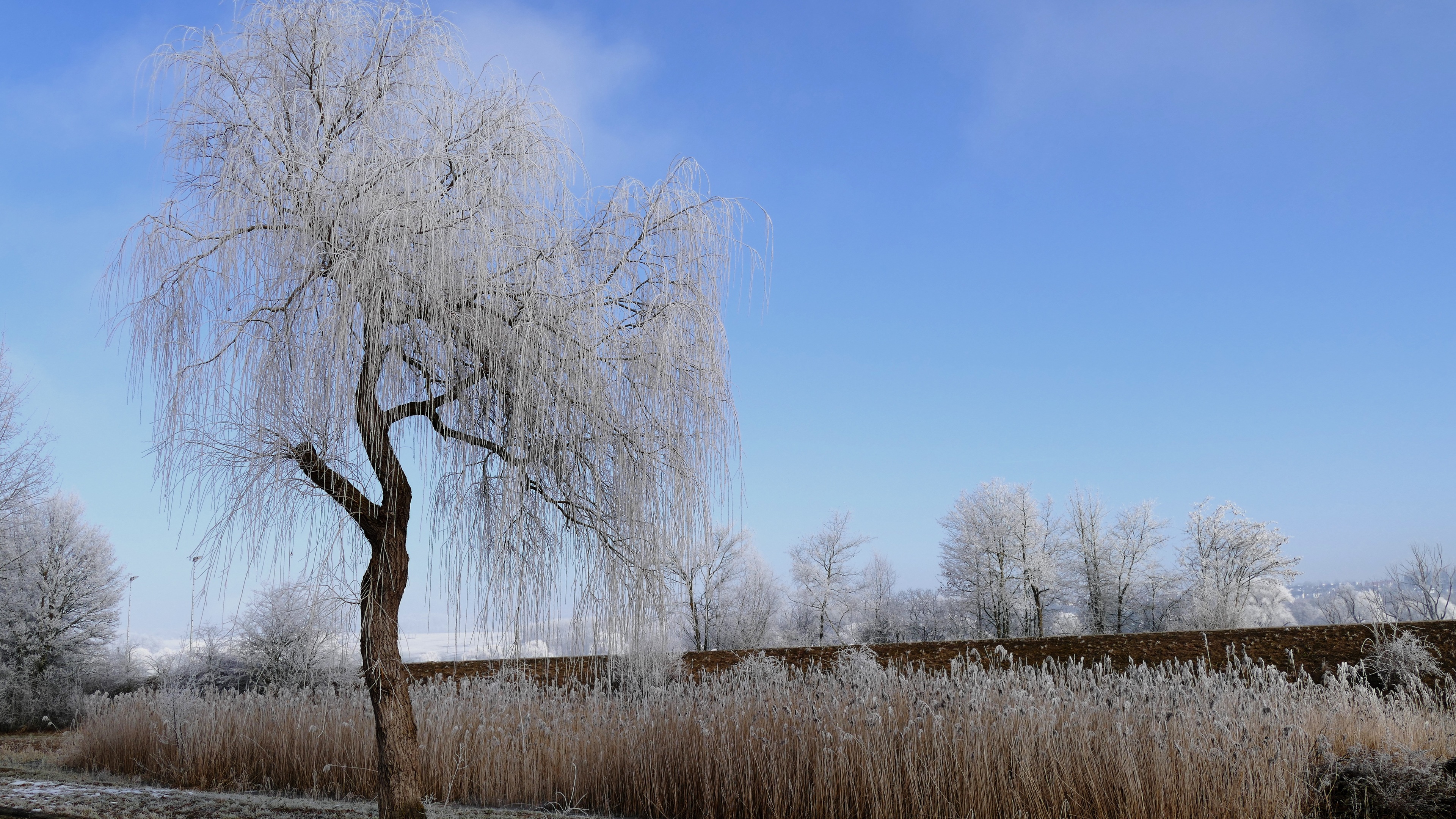 winter nature frost trees 4k 1540135725